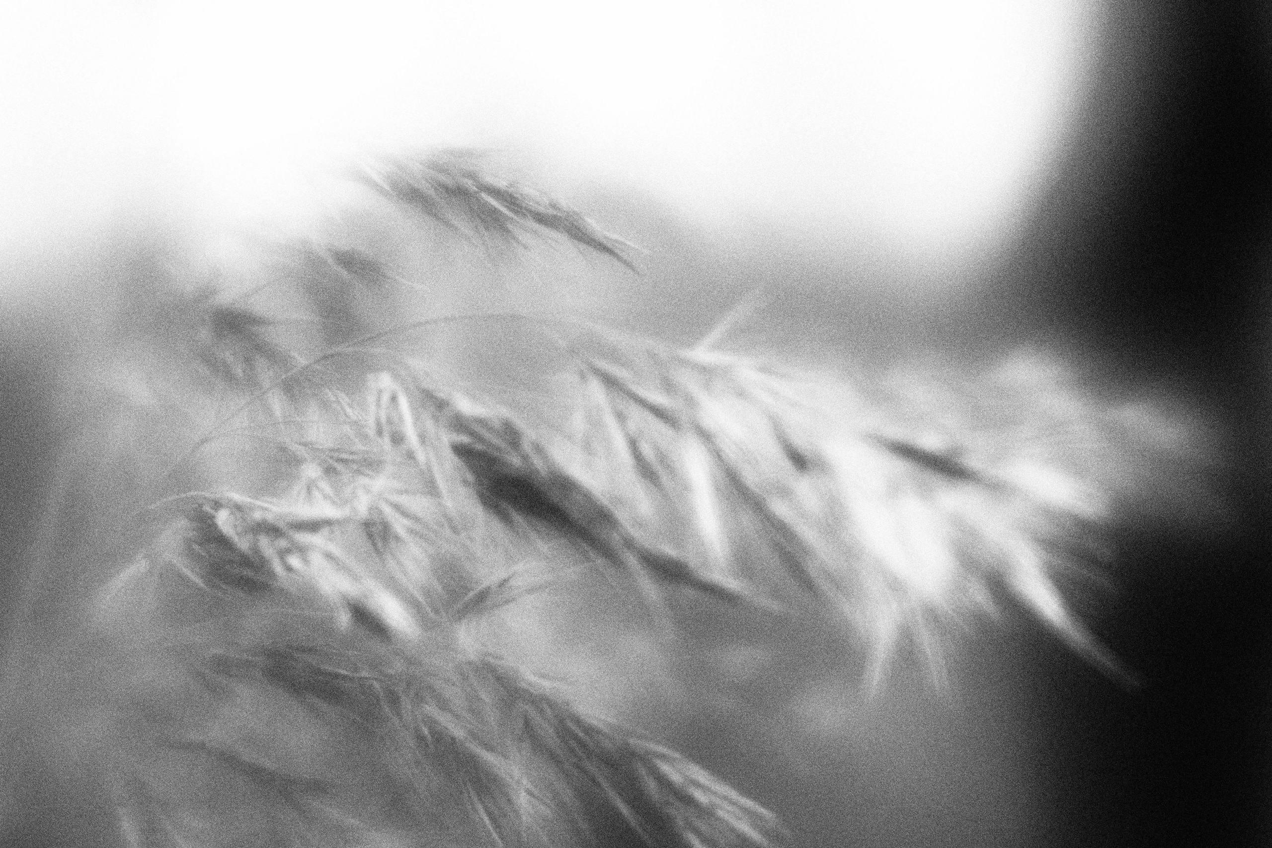 Внутривенные сны (2023)