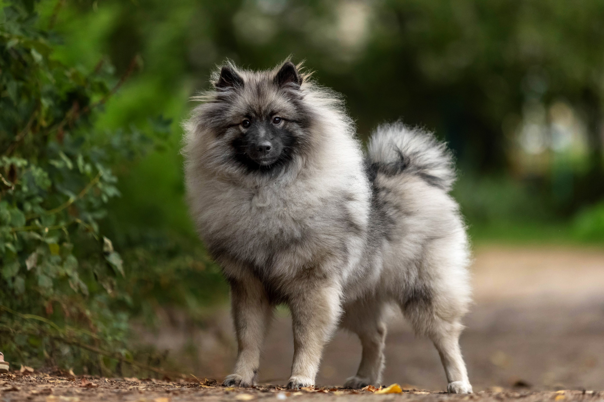 Кеесхонд. Https://moshkovaphoto.ru/