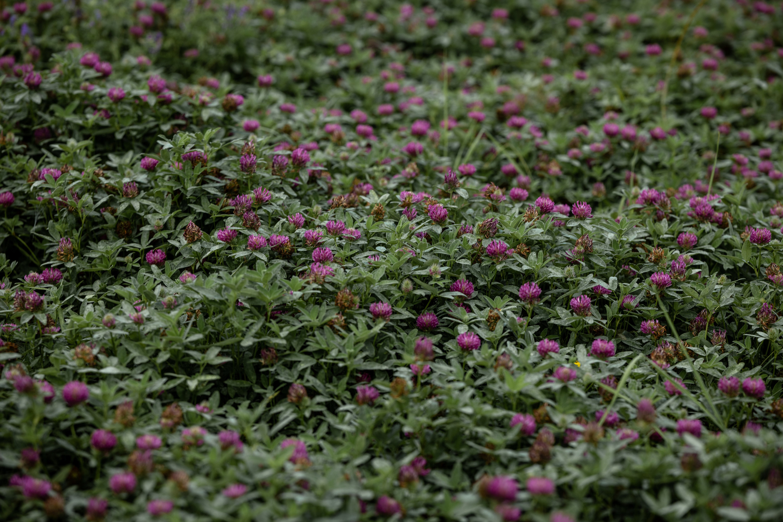 Природные пейзажи. Наталия Клевинскас портретный фотограф в Костроме