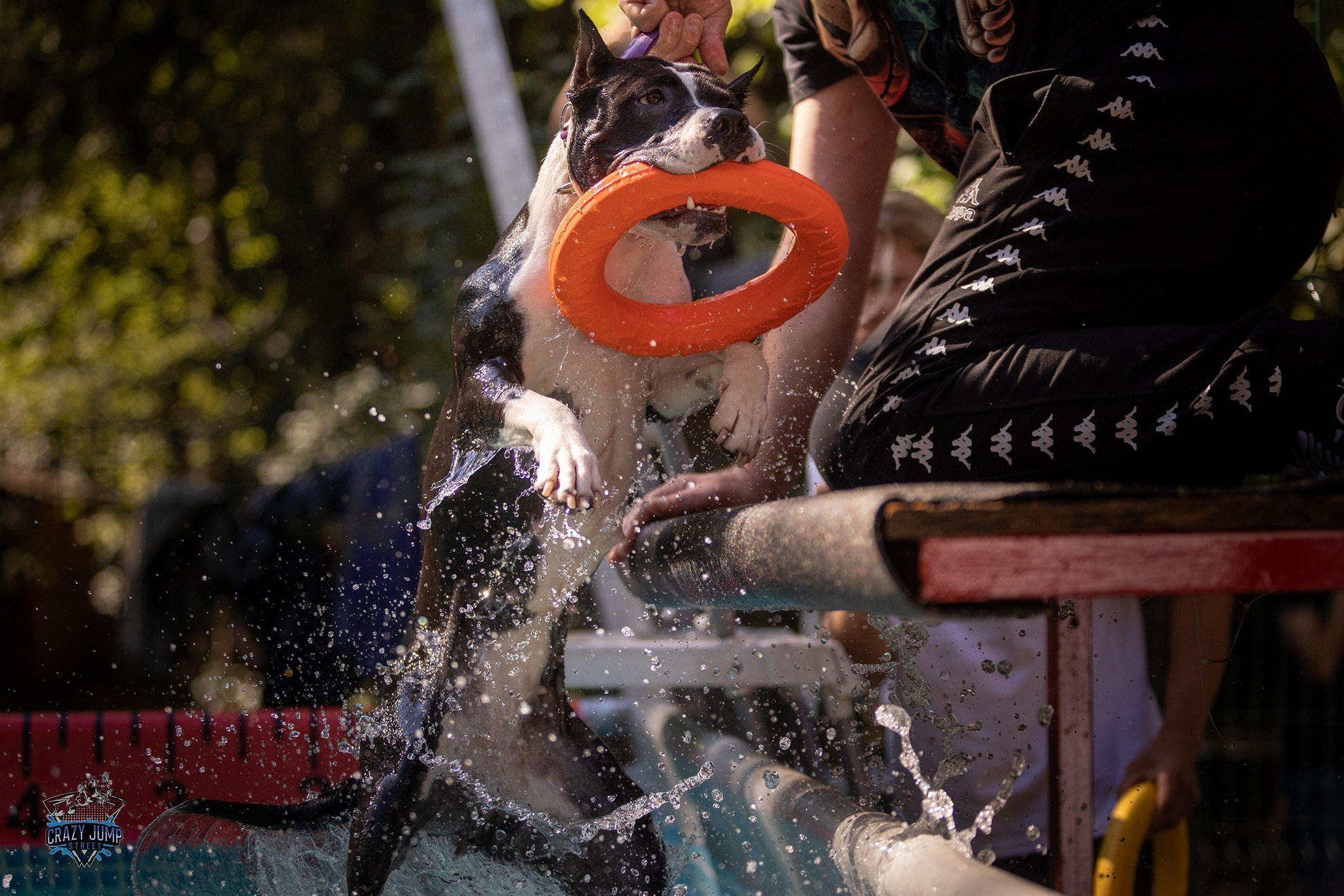 Собаки, спорт, Док дайвинг. Свадебный и репортажный фотограф в Москве и Московской области