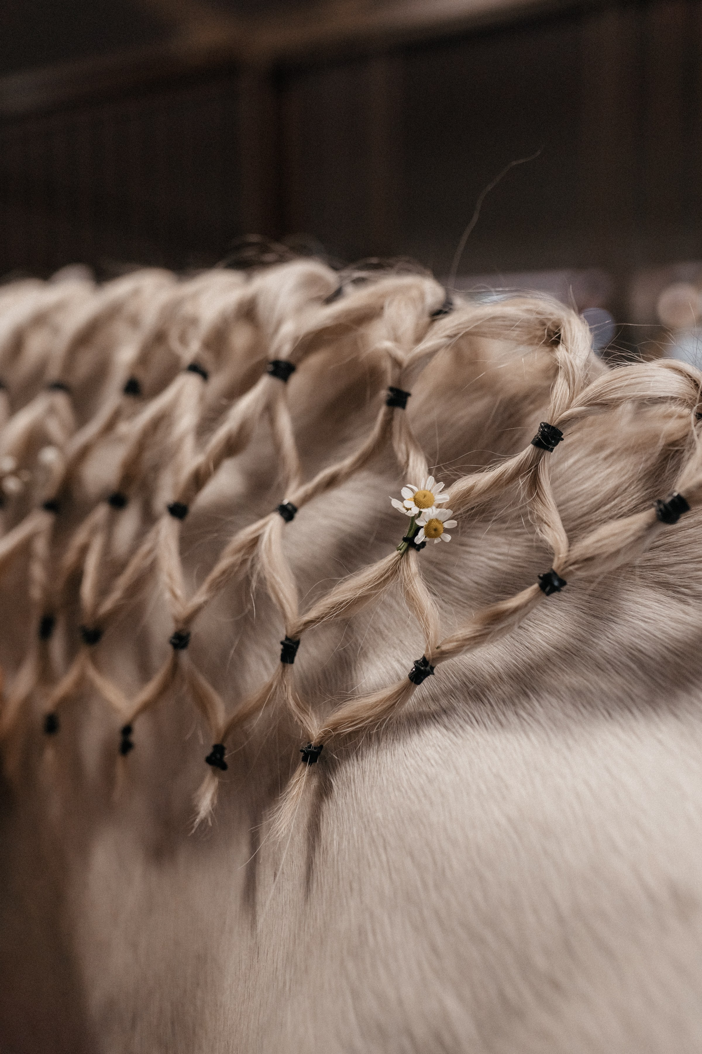 Fewhorses «Рыцарская свадьба». Семейный и свадебный фотограф в Москве Виктория Махова