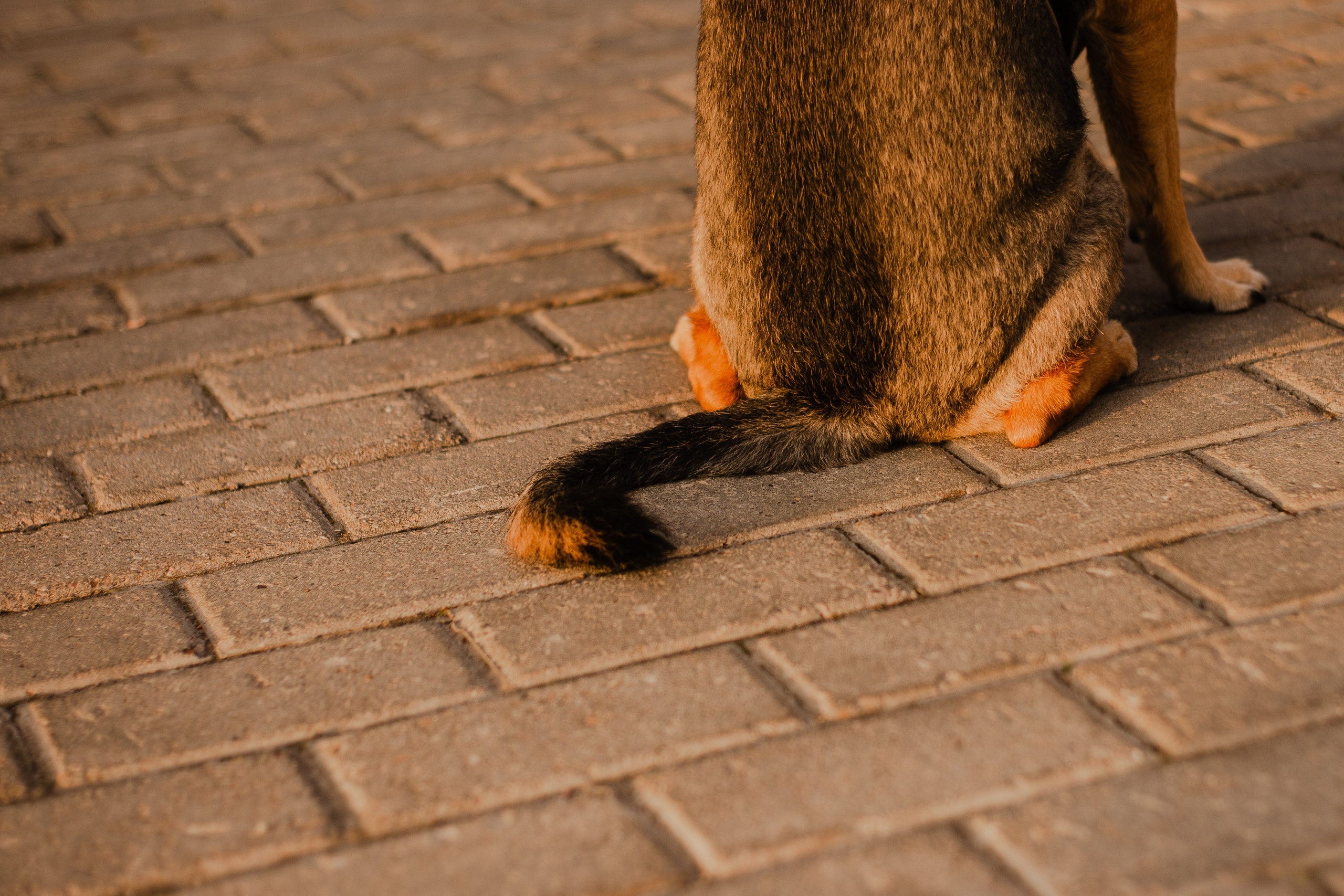 Виктория и Раф. Фотограф-анималист Мария Баркевич | Москва