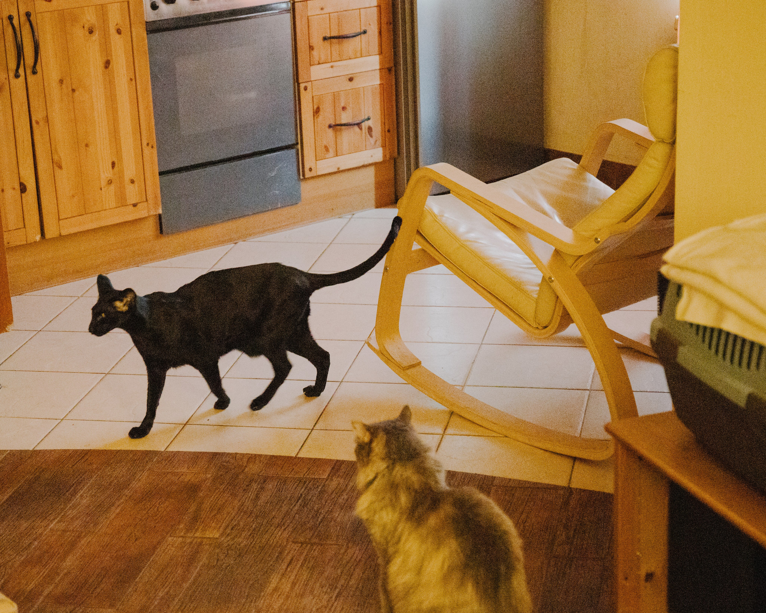 Гилдин. Портретный фотограф Ванинен Анастасия. Санкт-Петербург