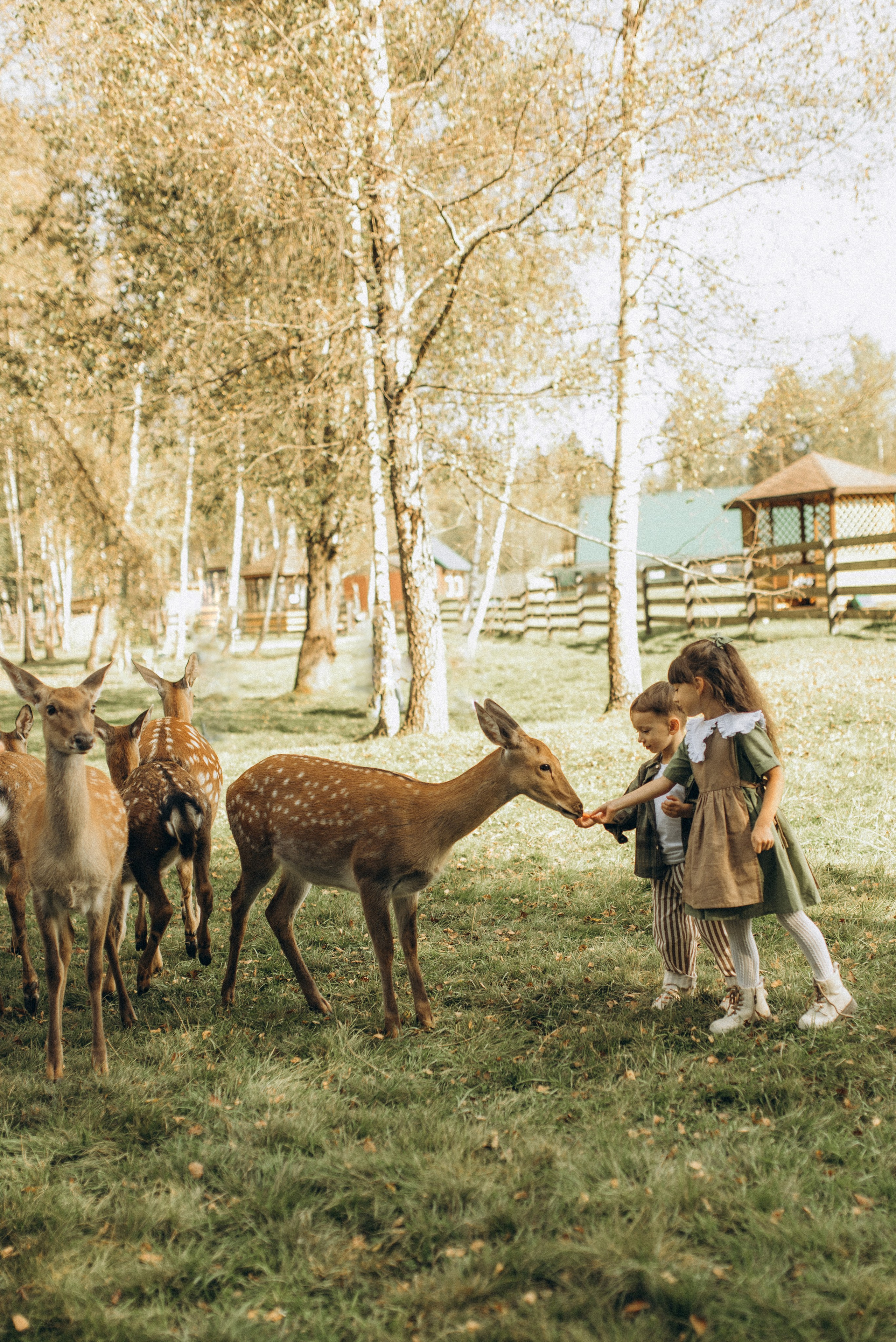 Прогулка к оленям. Семейный фотограф в Москве Екатерина Север