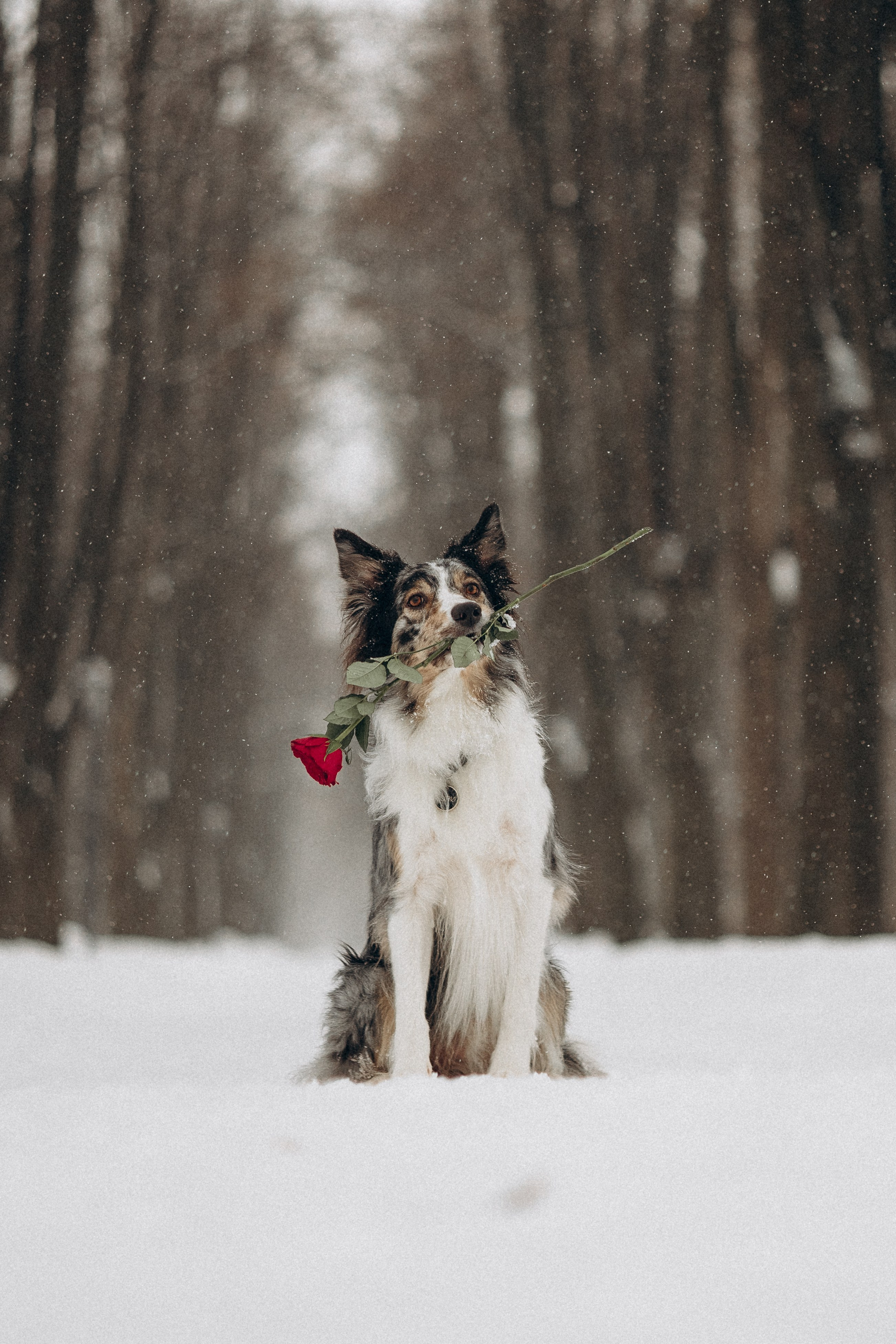 Настя и Тор. Фотораф — анималист Мария Шистка