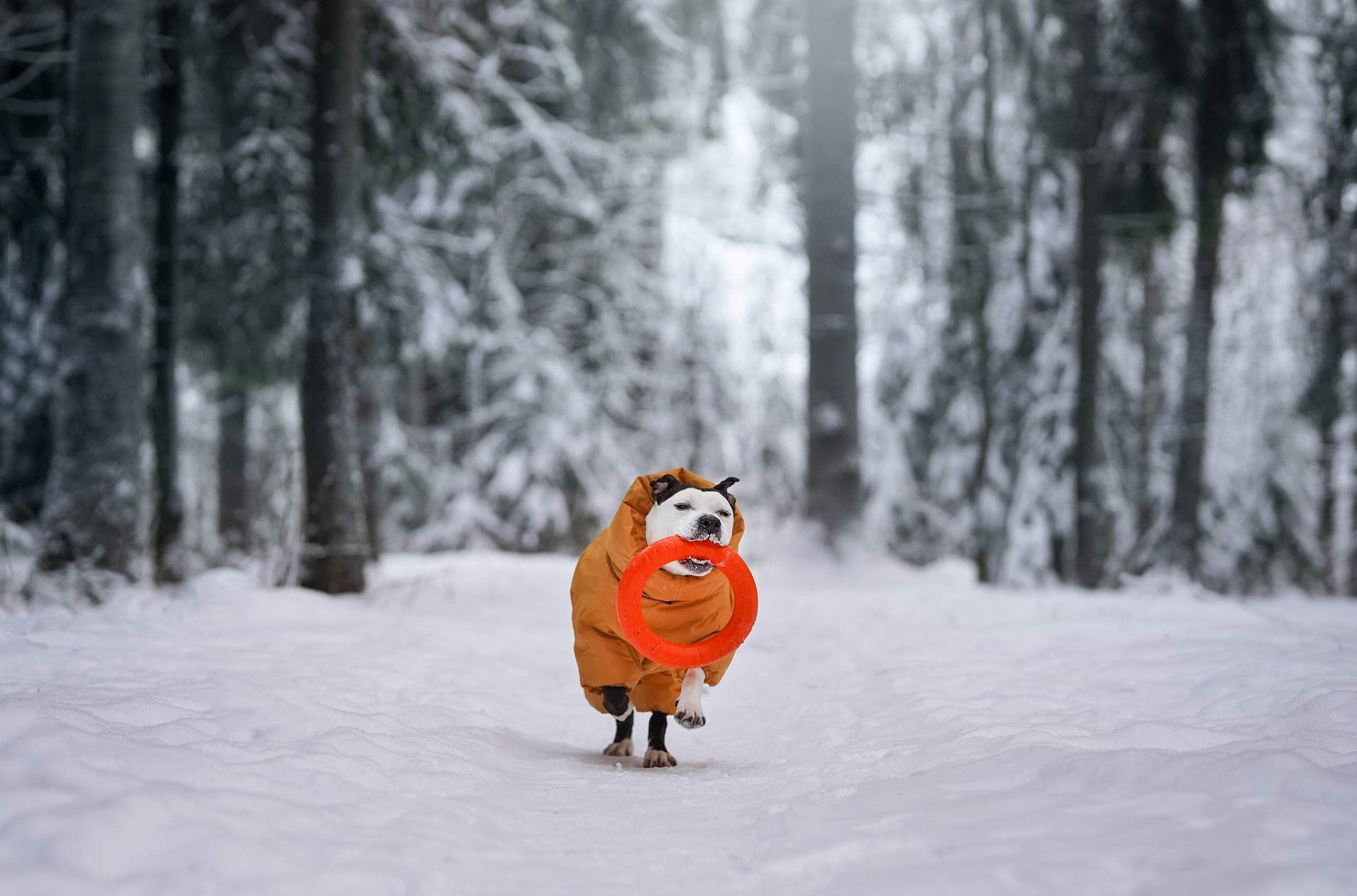 Маша Женя и Фиона. Фотограф-анималист в Санкт-Петербурге Яна Мартынова