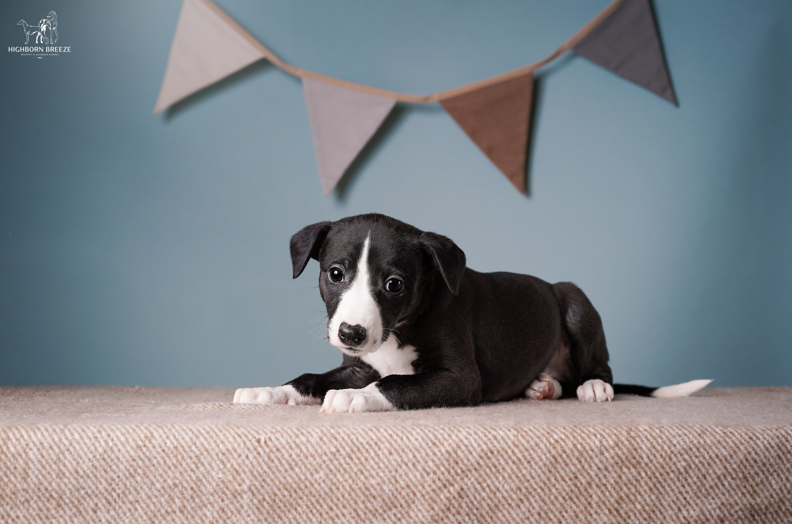 Щенки уиппета. Фотограф-анималист в Санкт-Петербурге Яна Мартынова