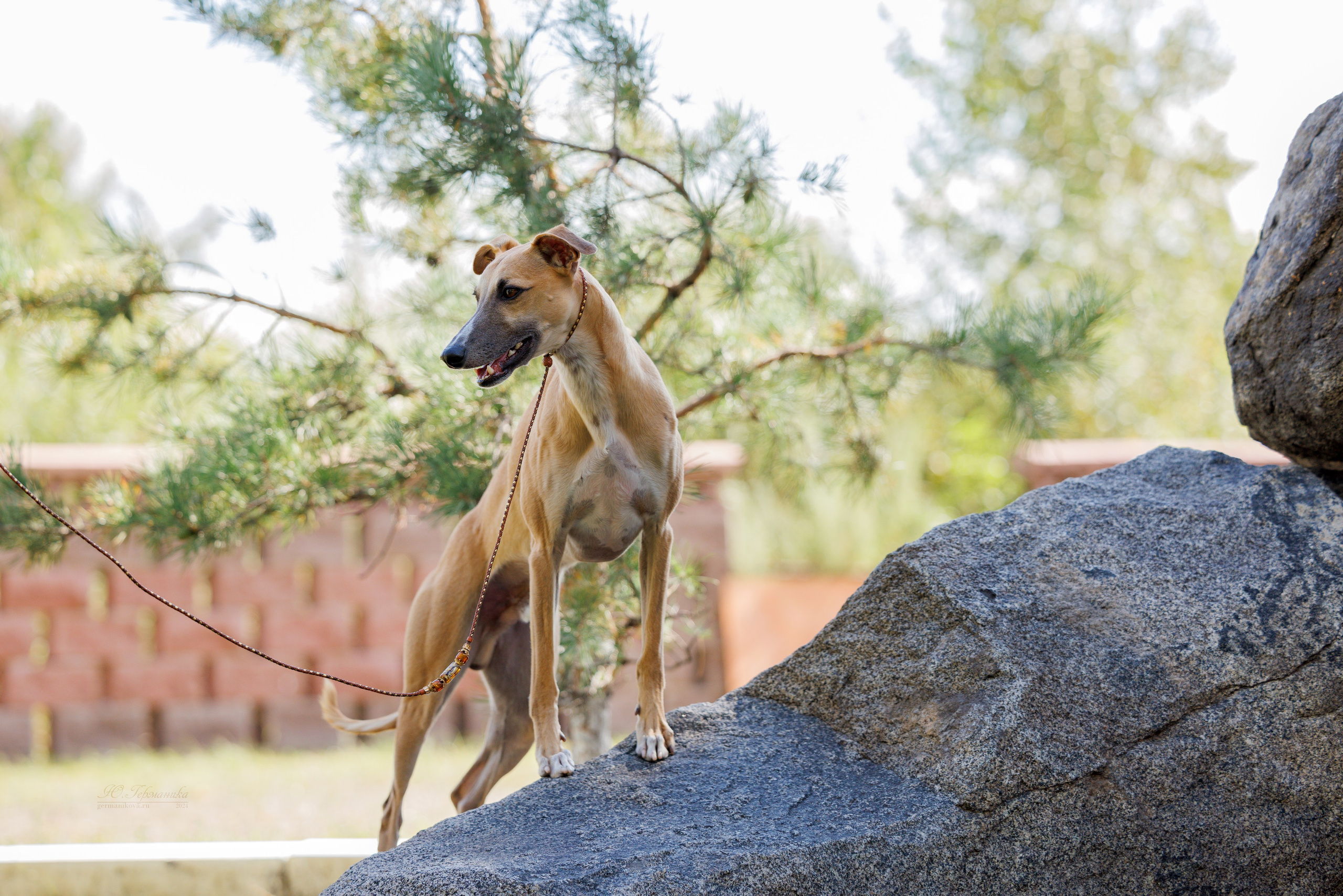 Астана 2хCACIB 17-18.08.2024. Фотограф-анималист Юлия Германика
