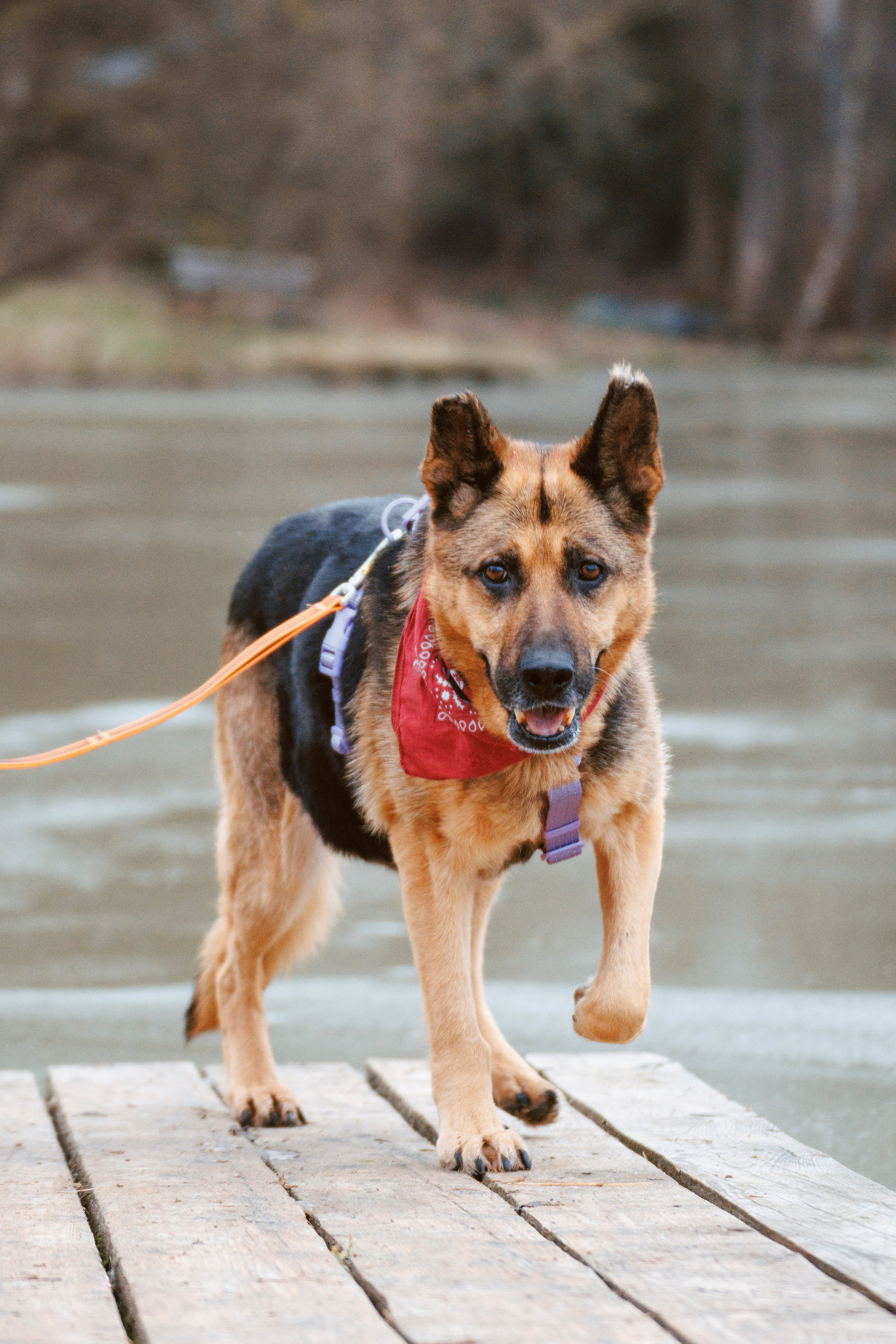 В поисках дома. Стас Соболь, фотограф анималист, репортажник, Москва