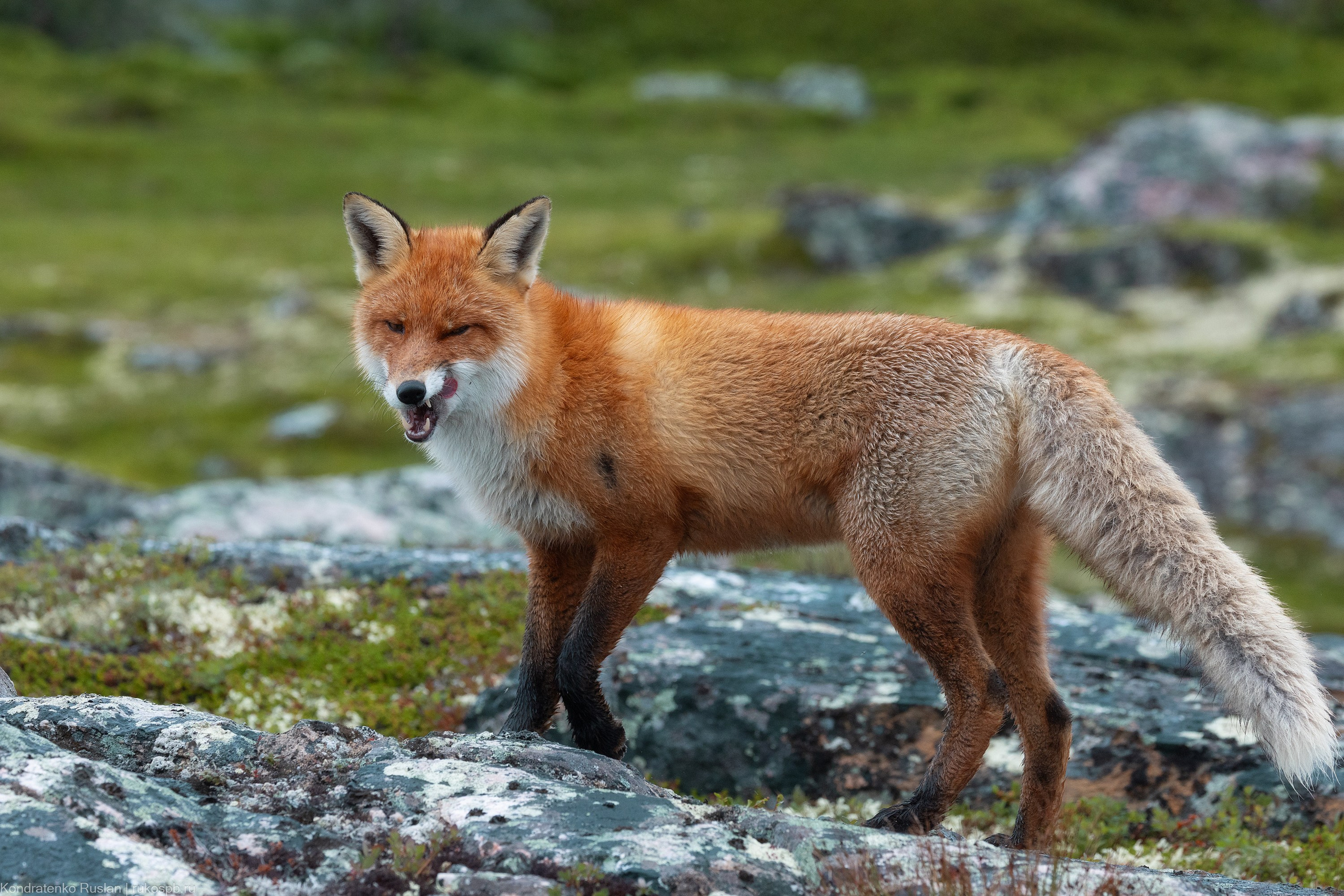 Лиса. Архитектурный и пейзажный фотограф Кондратенко Руслан, Санкт-Петербург