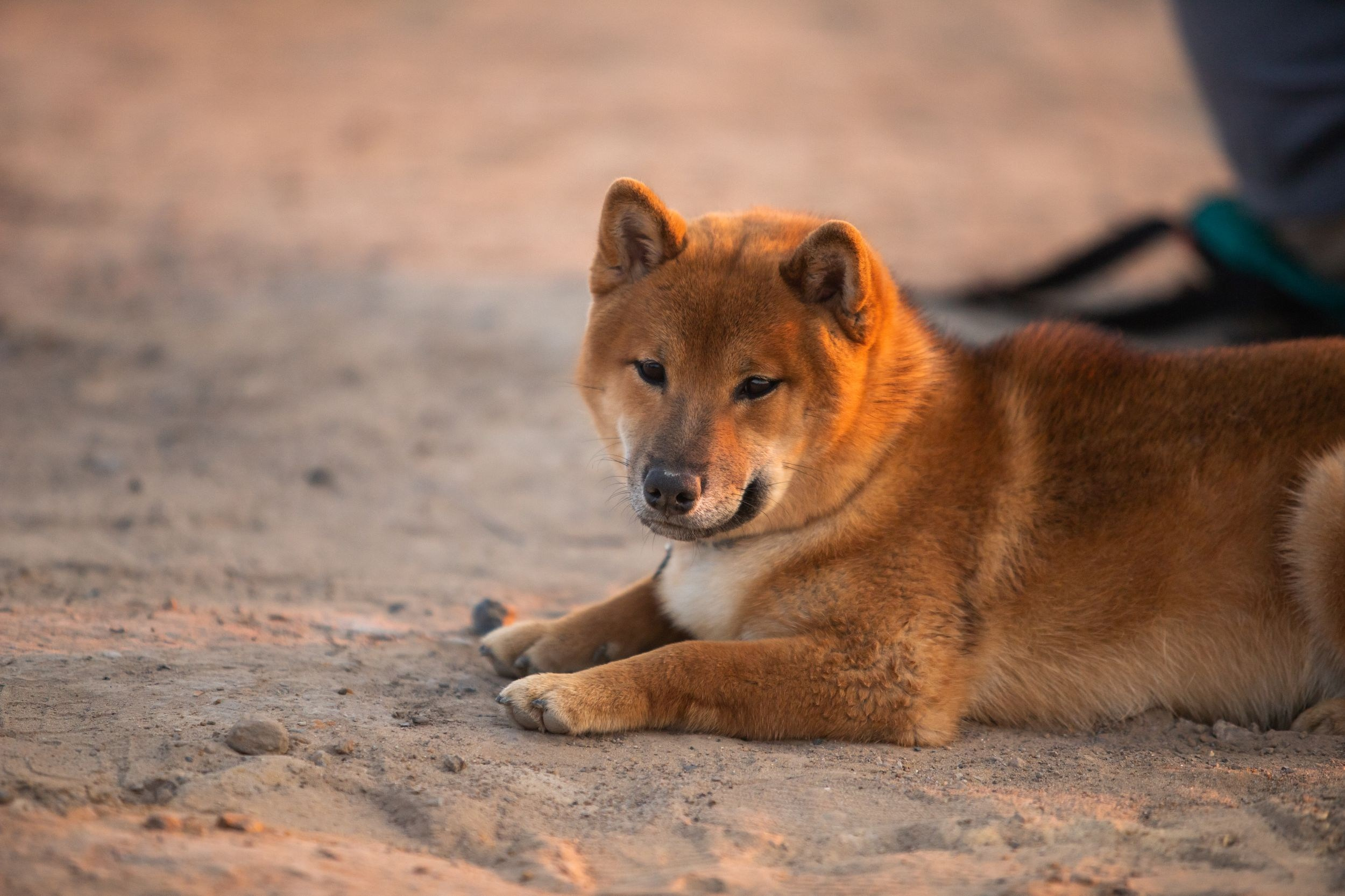 Кондуки (10 июля 2021). Репортажный фотограф Алексей Пирязев