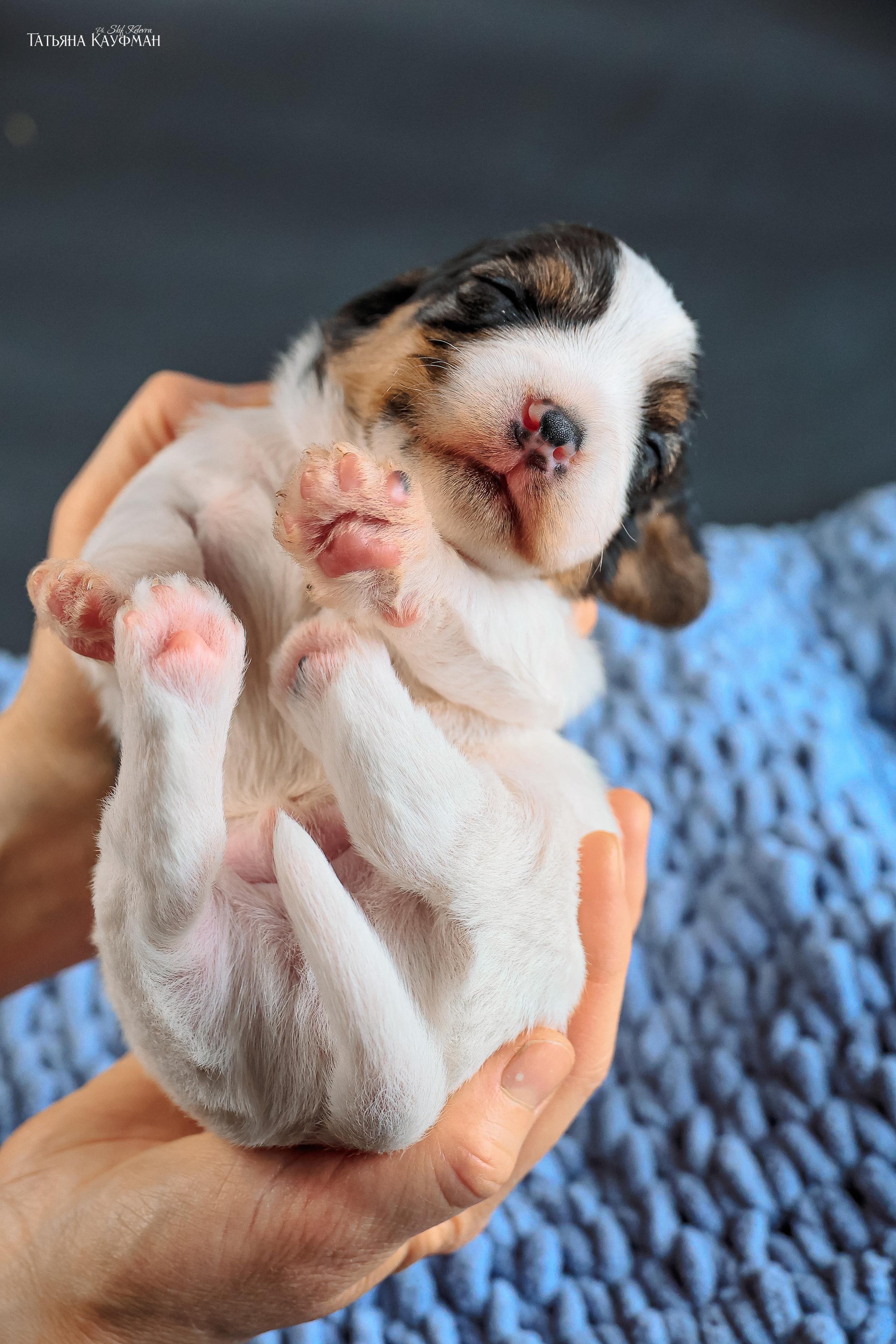 Малые вандейские бассет гриффоны. PVBG. Petit vandeen basset griffon, щенки в новосибирске. Питомник White Rivendel