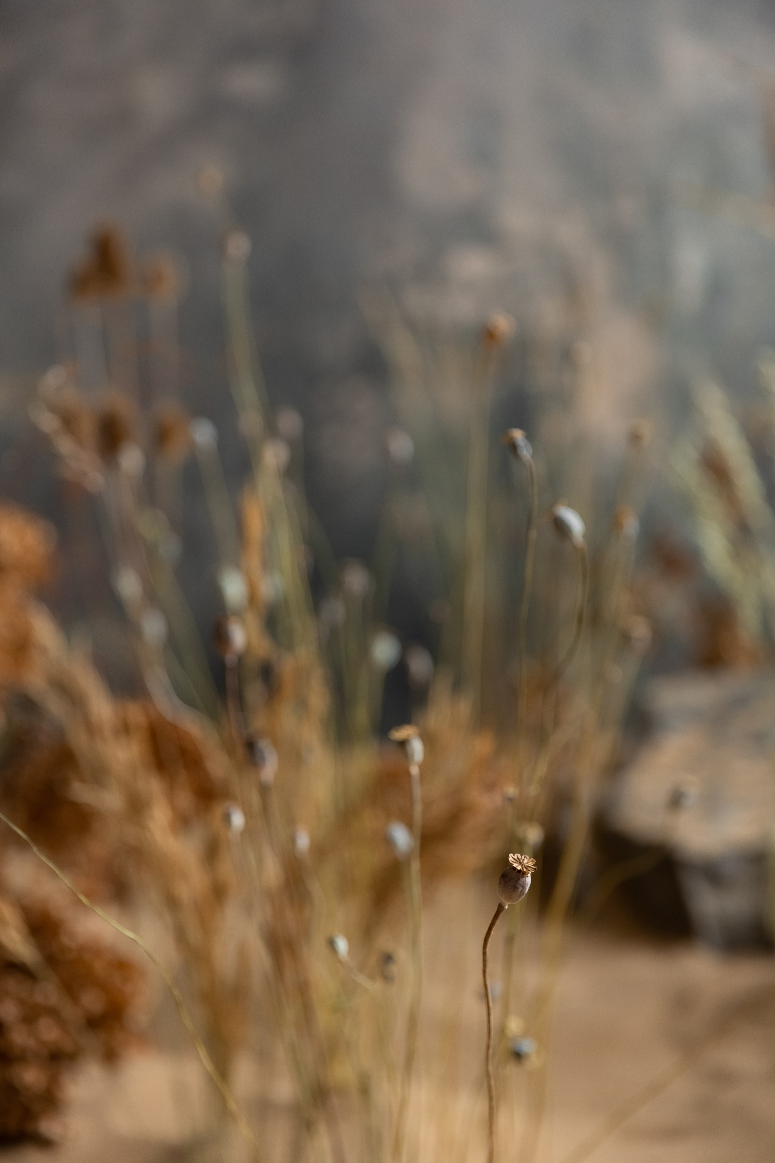 Floral sand. Профессиональный фотограф Инесса Новикова в Москве