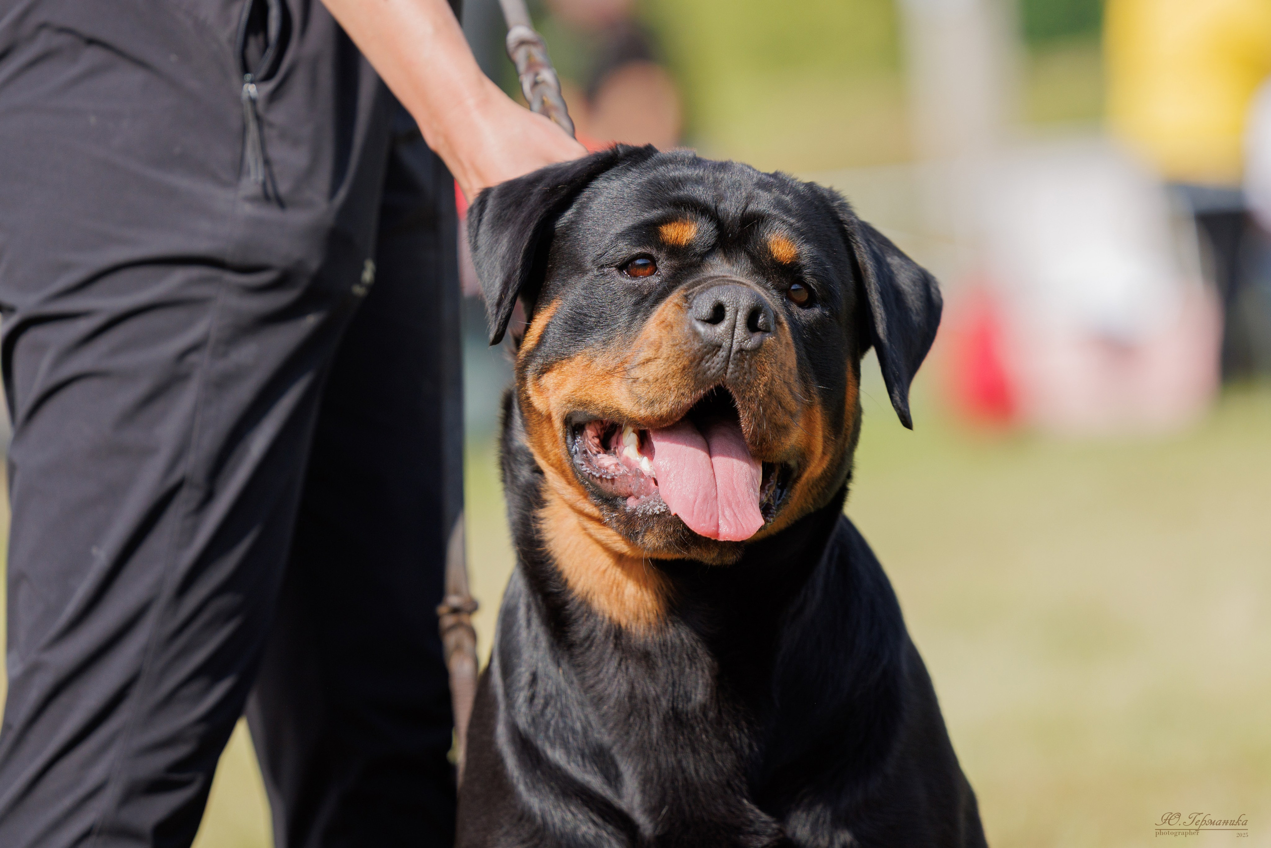 Рязань 2хмоно ротвейлеры 16-17.08.2025. Фотограф-анималист Юлия Германика