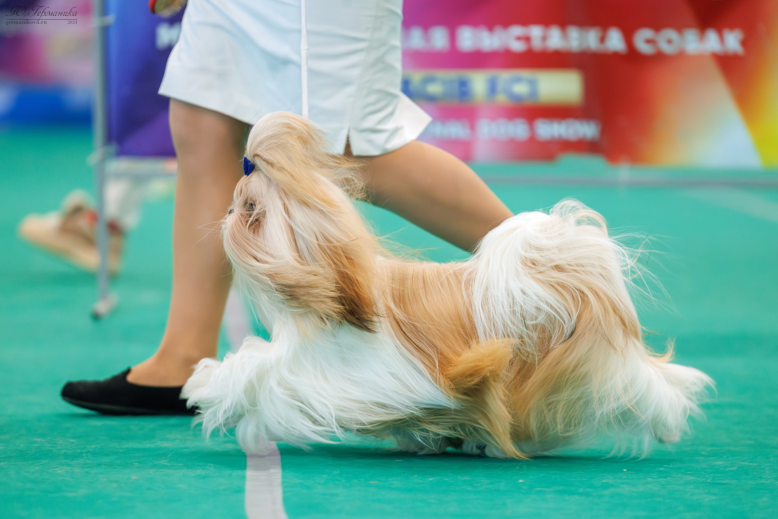 Минск 1-2.03.2025. Фотограф-анималист Юлия Германика