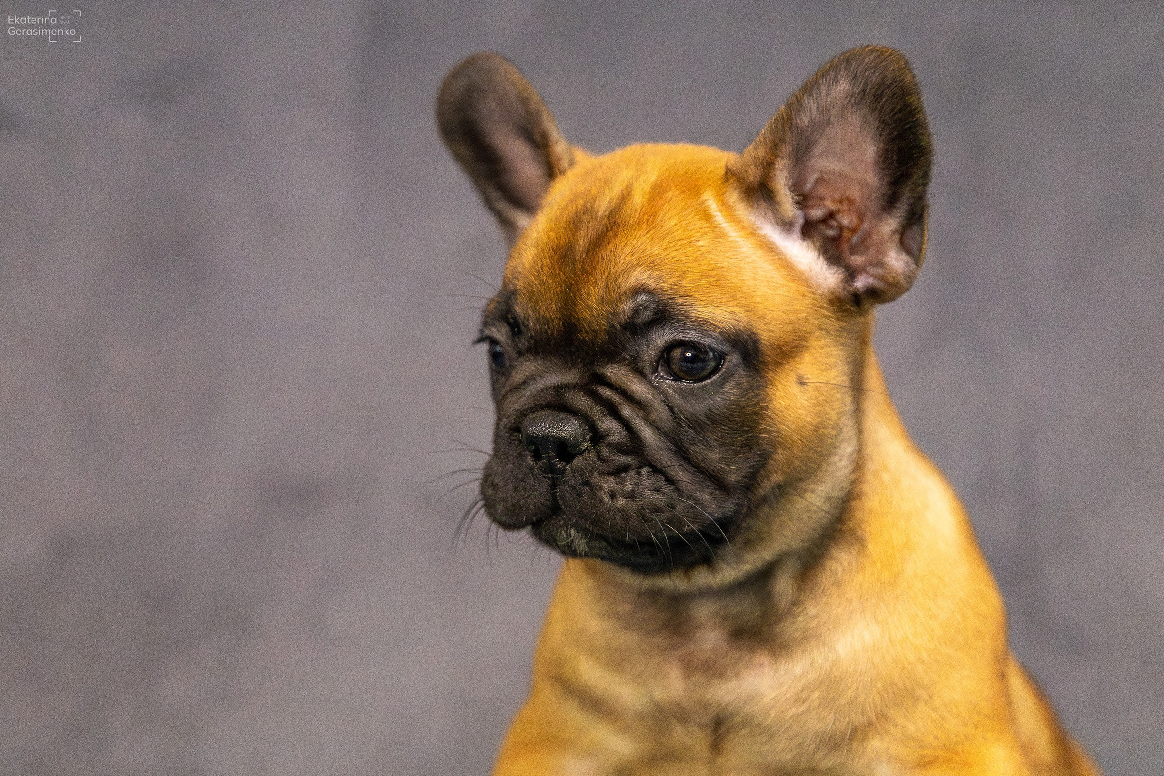 Щенки французского бульдога. Htykk_photo