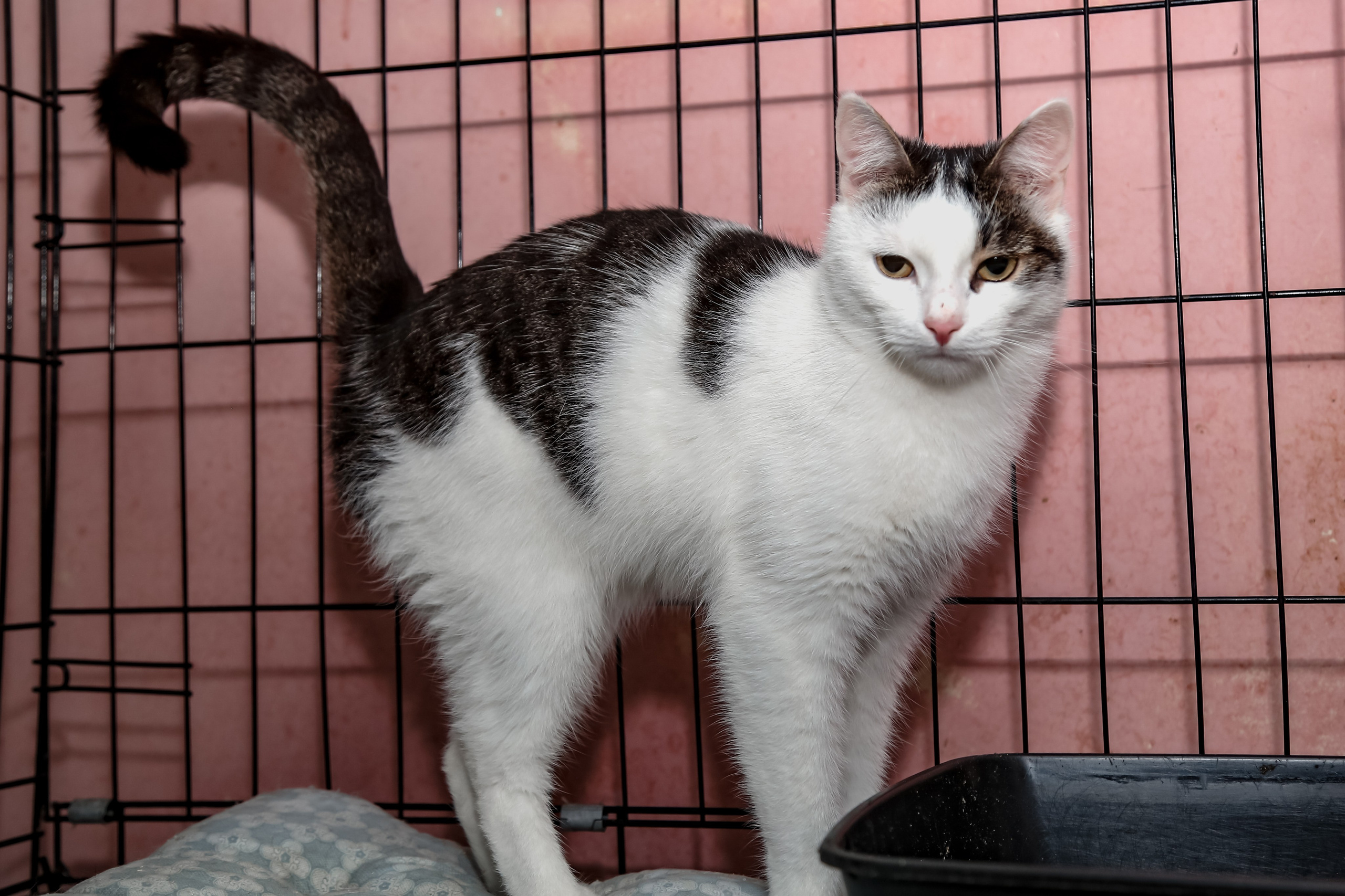 Приют Кошкин Дом Филимоша. Ваш фотограф в Оренбурге Рощупкина Екатерина