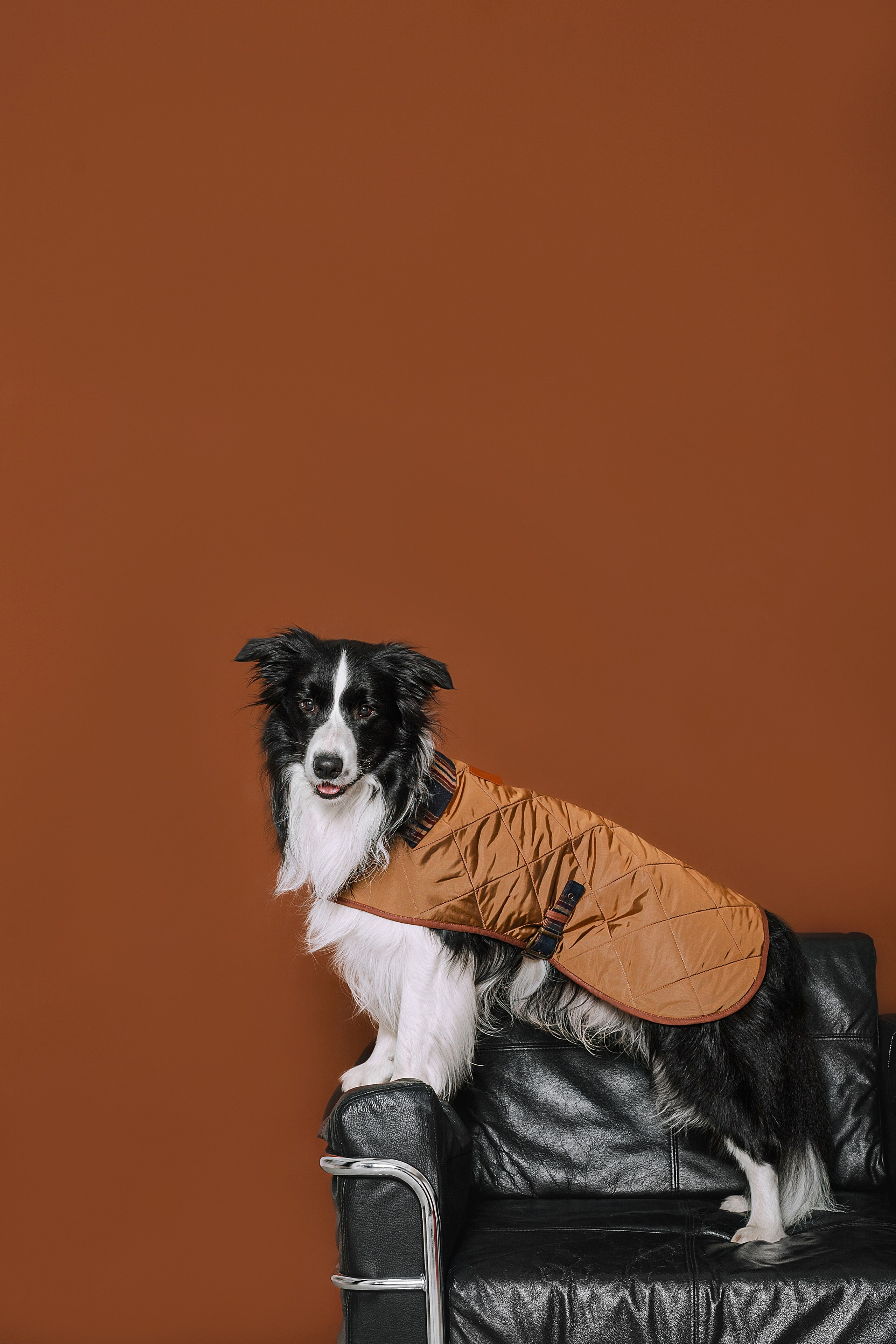 Съемка для бренда TEDDYBOY. Фотограф-анималист Татьяна Степанова