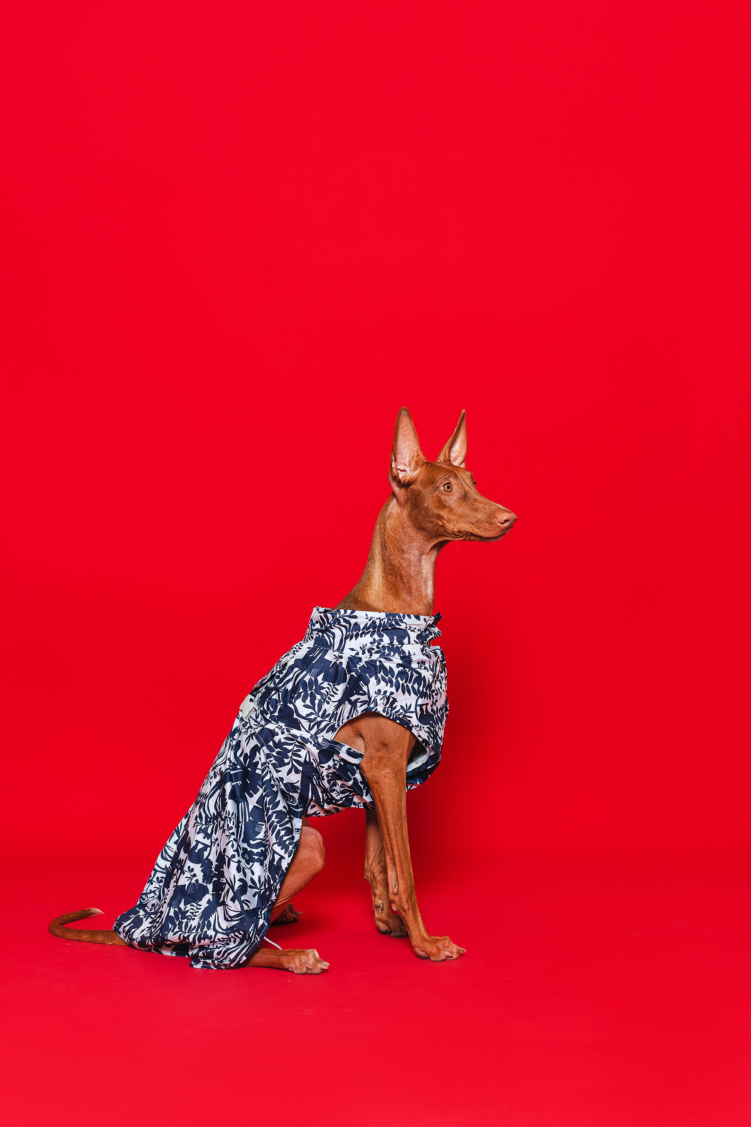 Съемка для бренда TEDDYBOY. Фотограф-анималист Татьяна Степанова