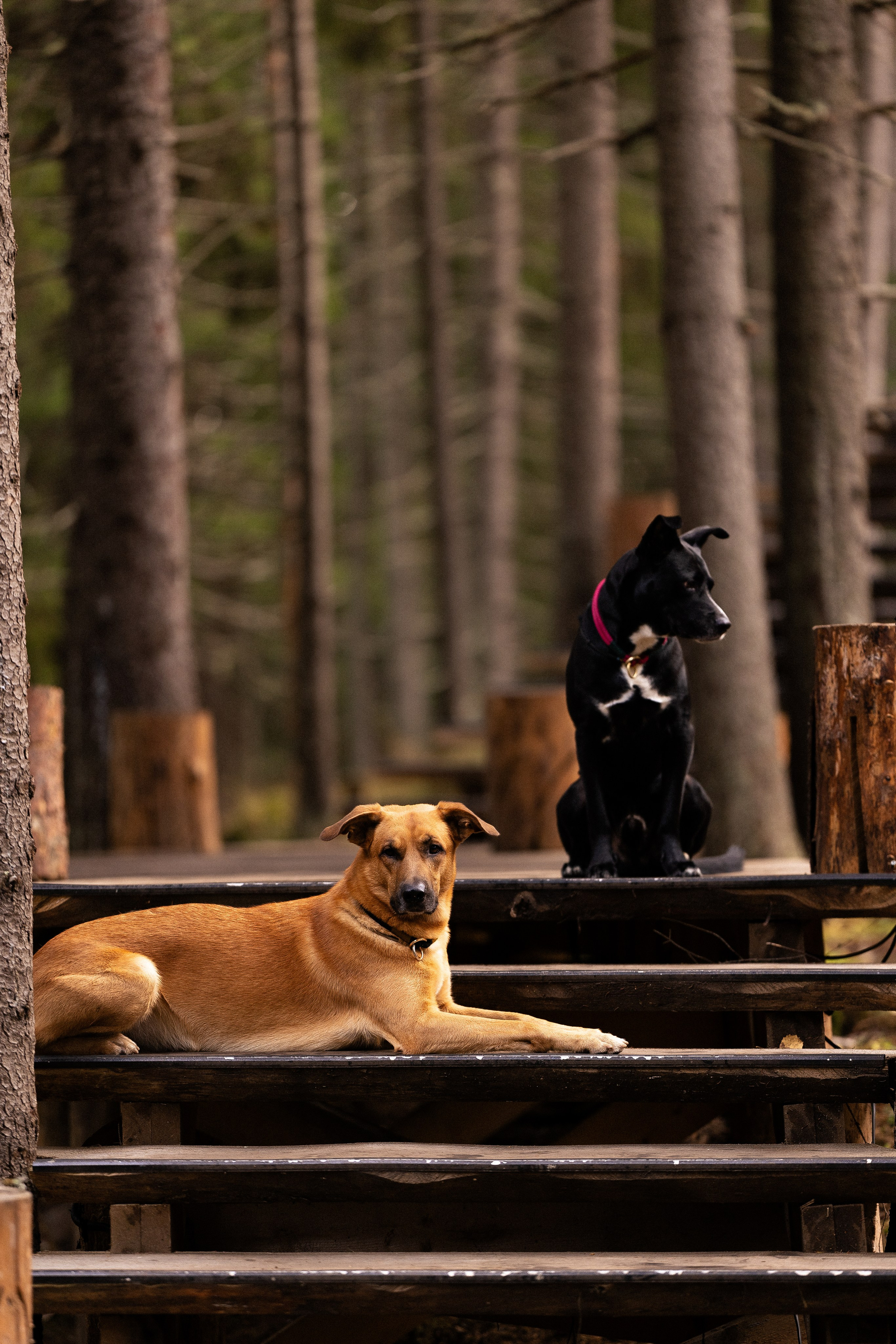 Karelia. Фотограф и видеограф анималист Аганина Дарья