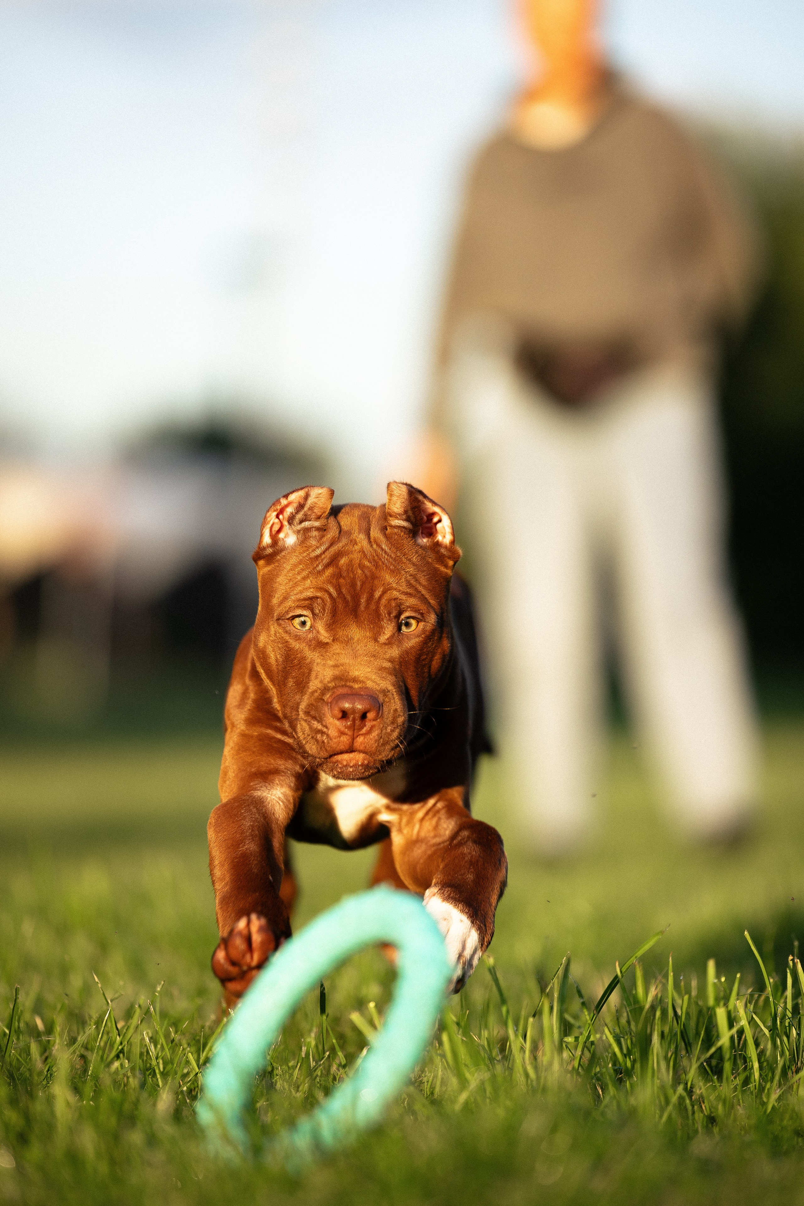 Елена и Хан. Фотограф и видеограф анималист Аганина Дарья