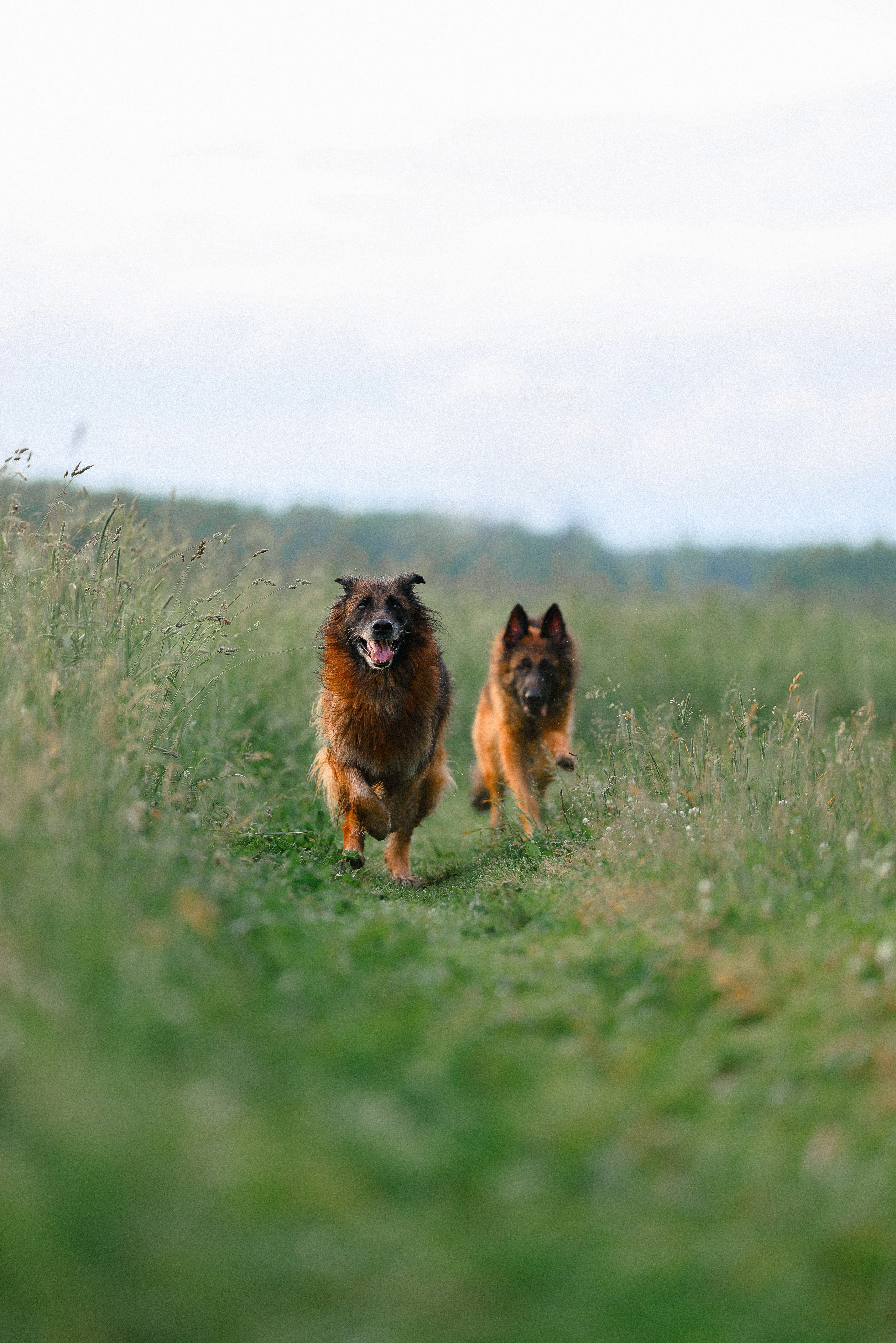 Алена, Фанни и Фрея. Фотограф и видеограф анималист Аганина Дарья