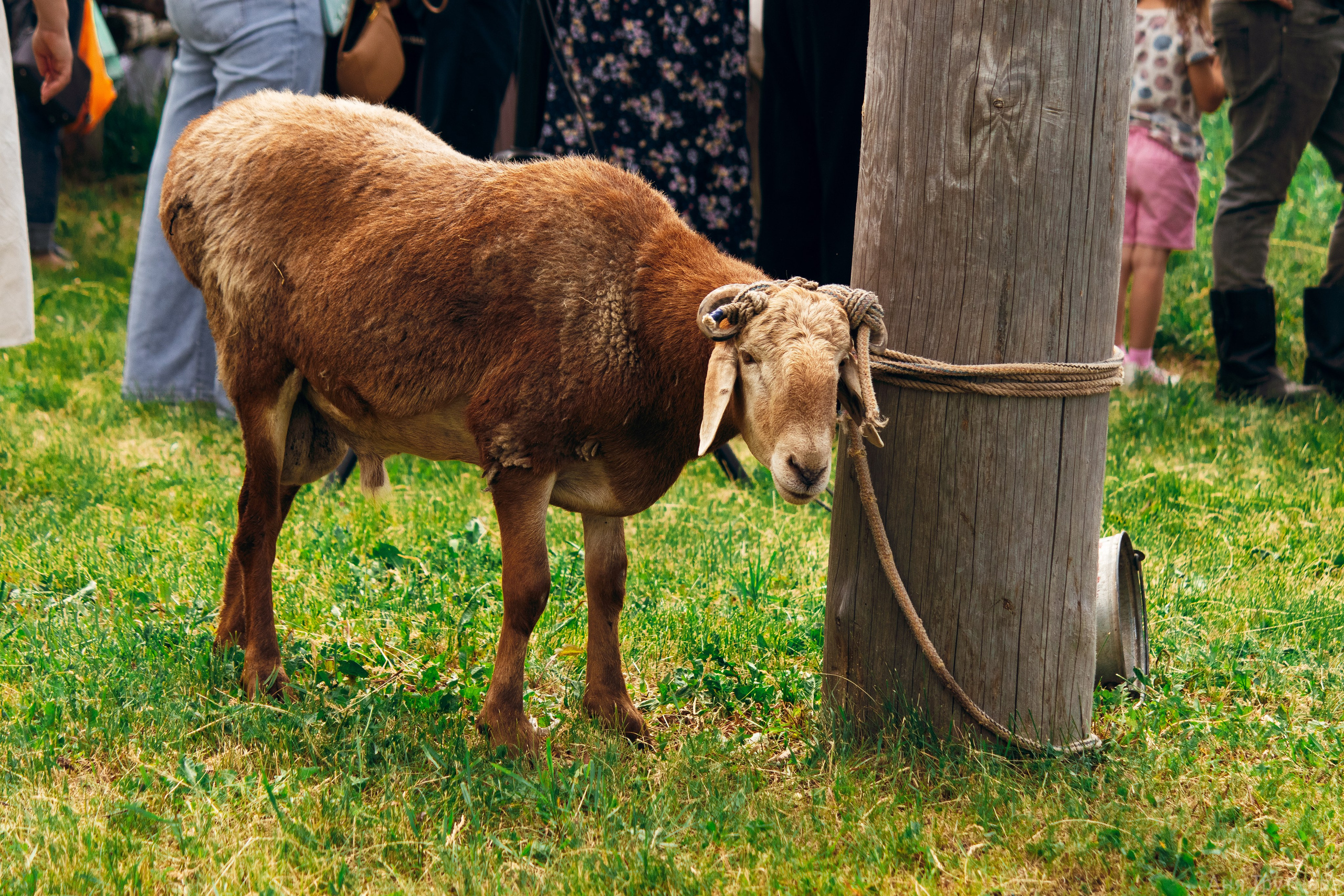 Сабантуй. Фотограф и видеограф в Бугульме Аня Трутнева
