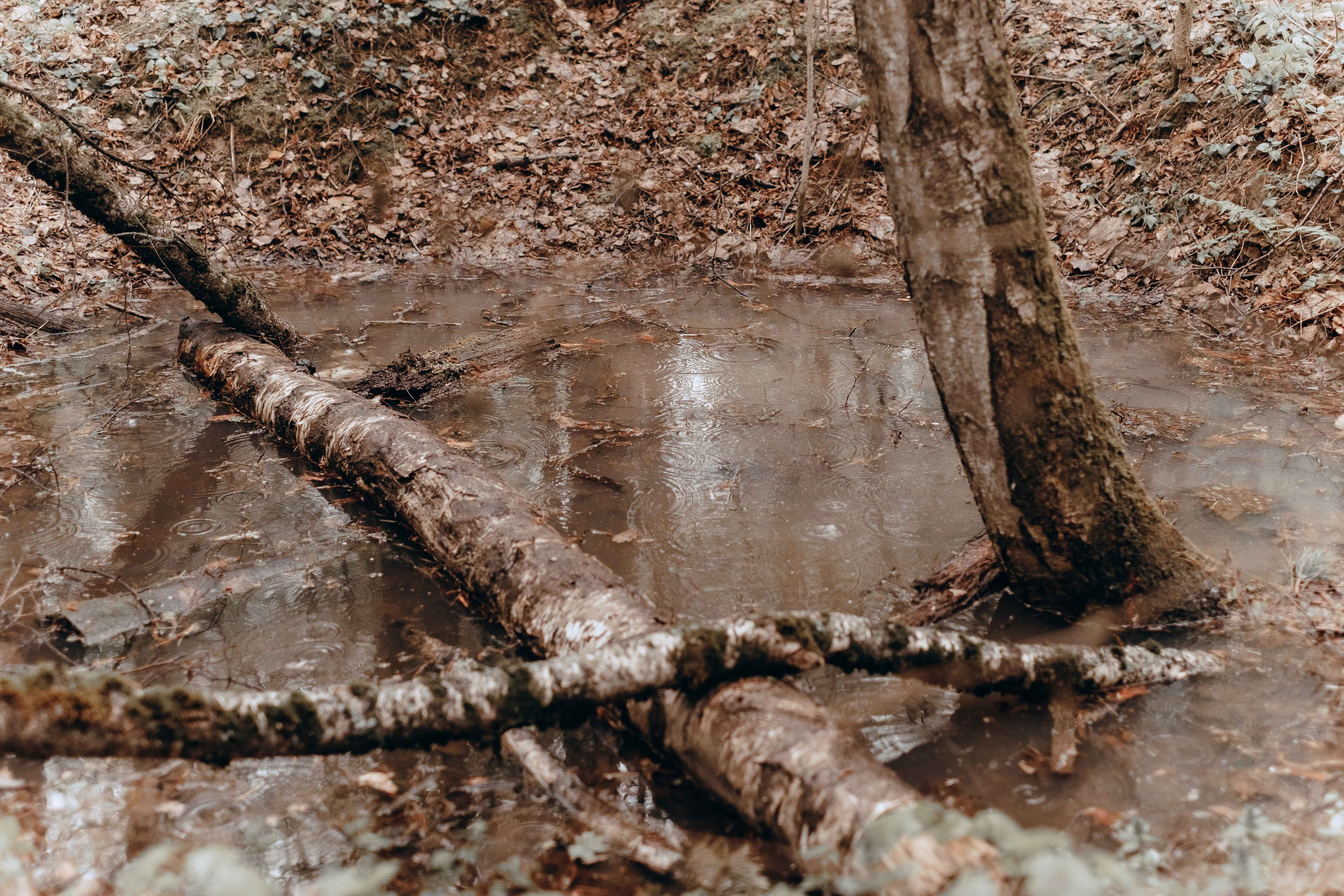 Revolution: Draubergbrand. Фотограф Аннё| Москва