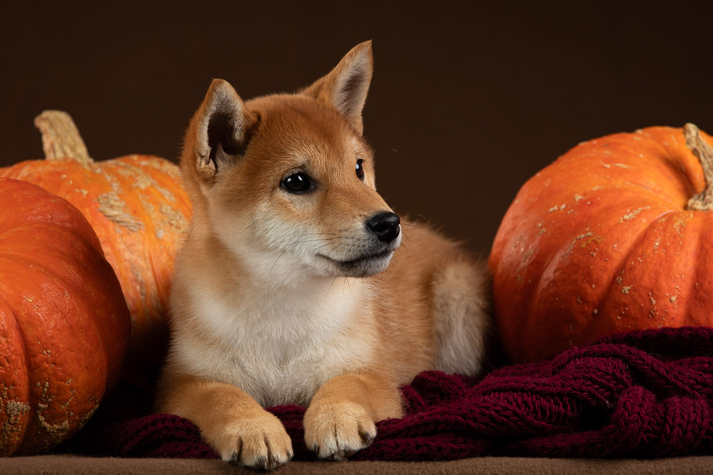 Съемка щенков на продажу с искусственным светом. Фотограф-анималист в Москве и Московской области Татьяна Фролова