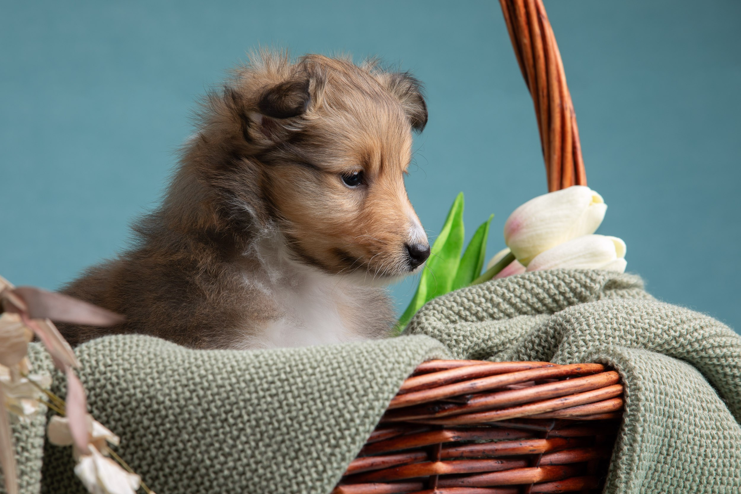 Фото соболиных щенков шелти в возрасте 7 недель на голубом фоне. Фотограф-анималист в Москве и Московской области Татьяна Фролова