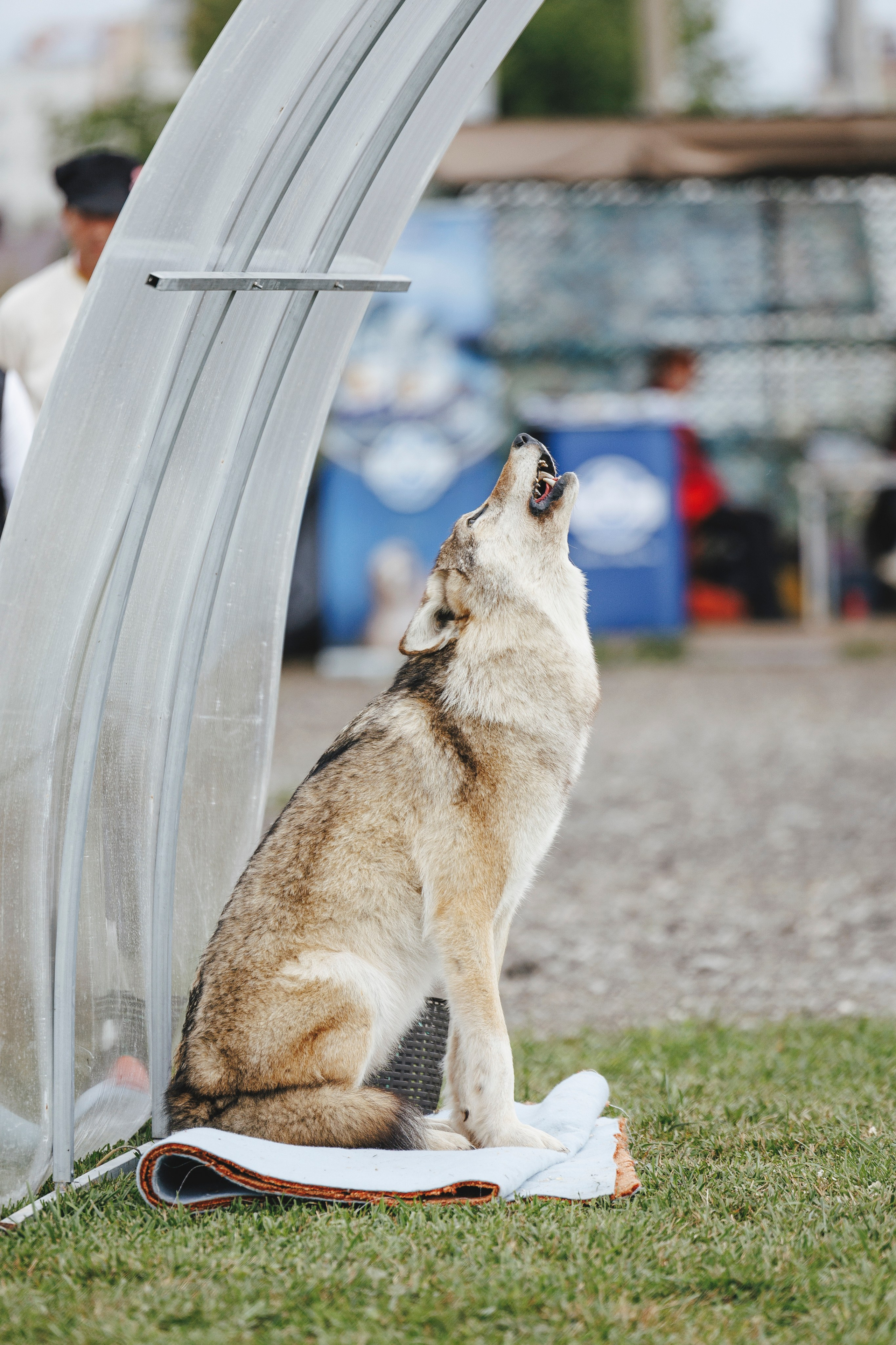 08.08.25-10.08.25 ЧР по мондьорингу г. Вологда. Фотограф-анималист Анна Маринич