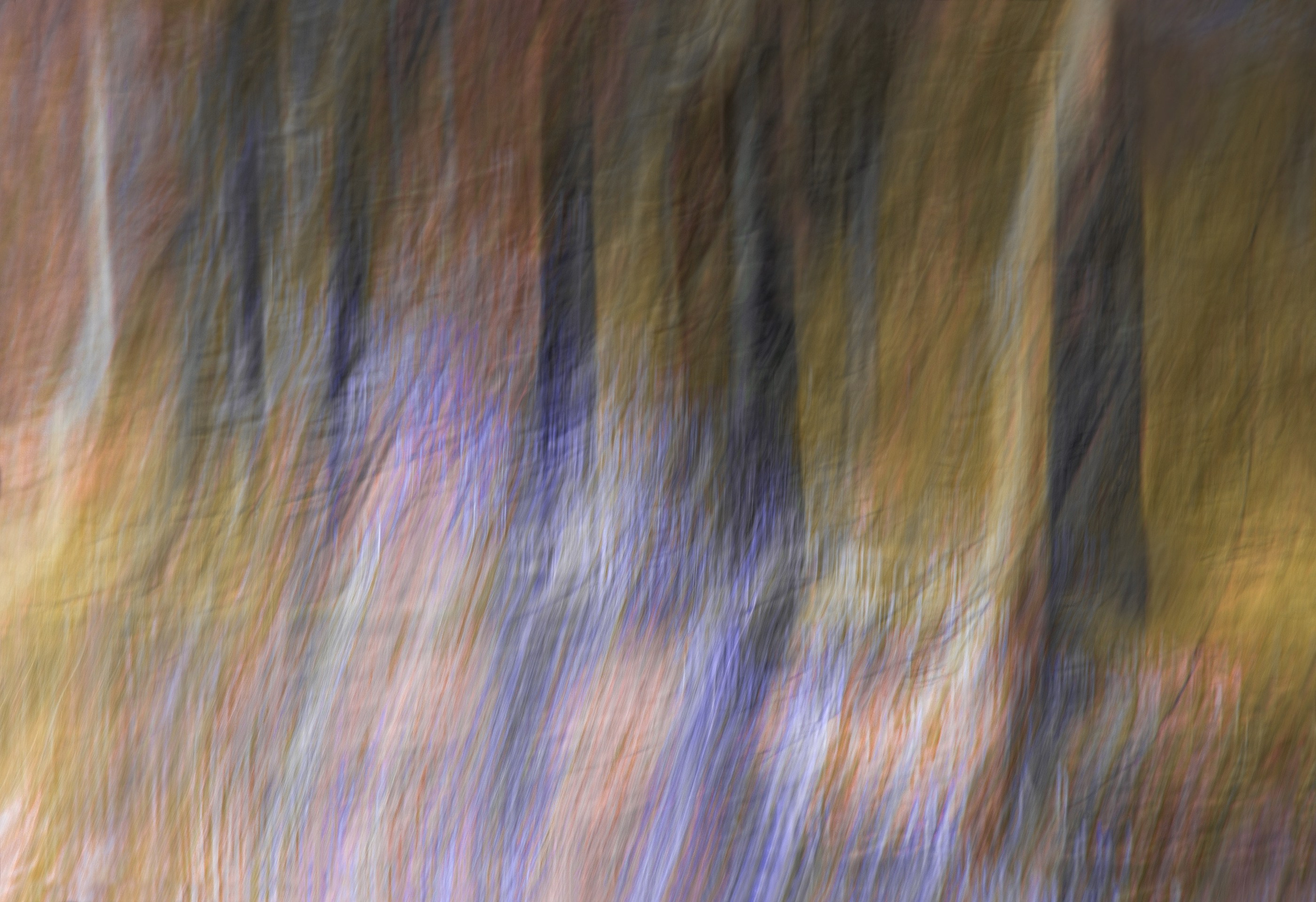 THE NATURE OF TIME. LUMEN DUO Art photography for interiors