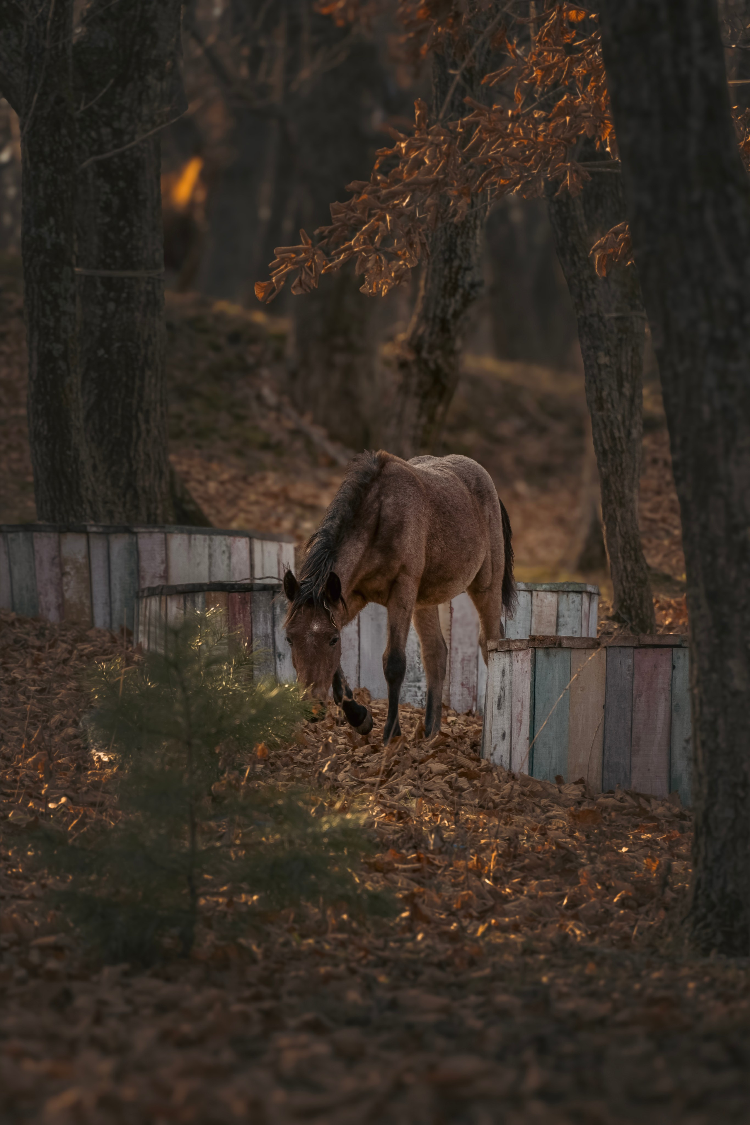 Конюшня. Семейный фотограф анималист г. Находка