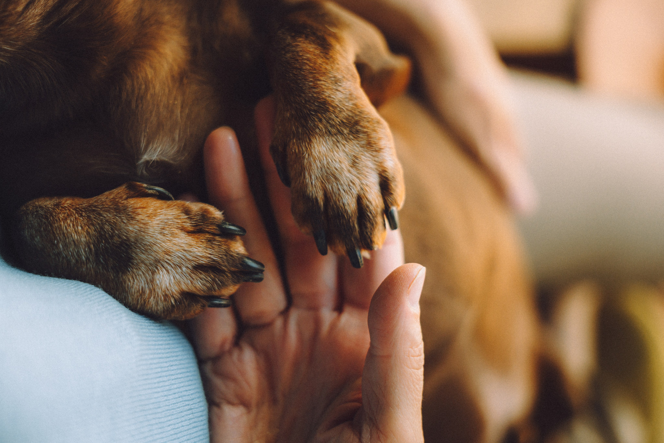 Кокос, Света, Динара и Вилли