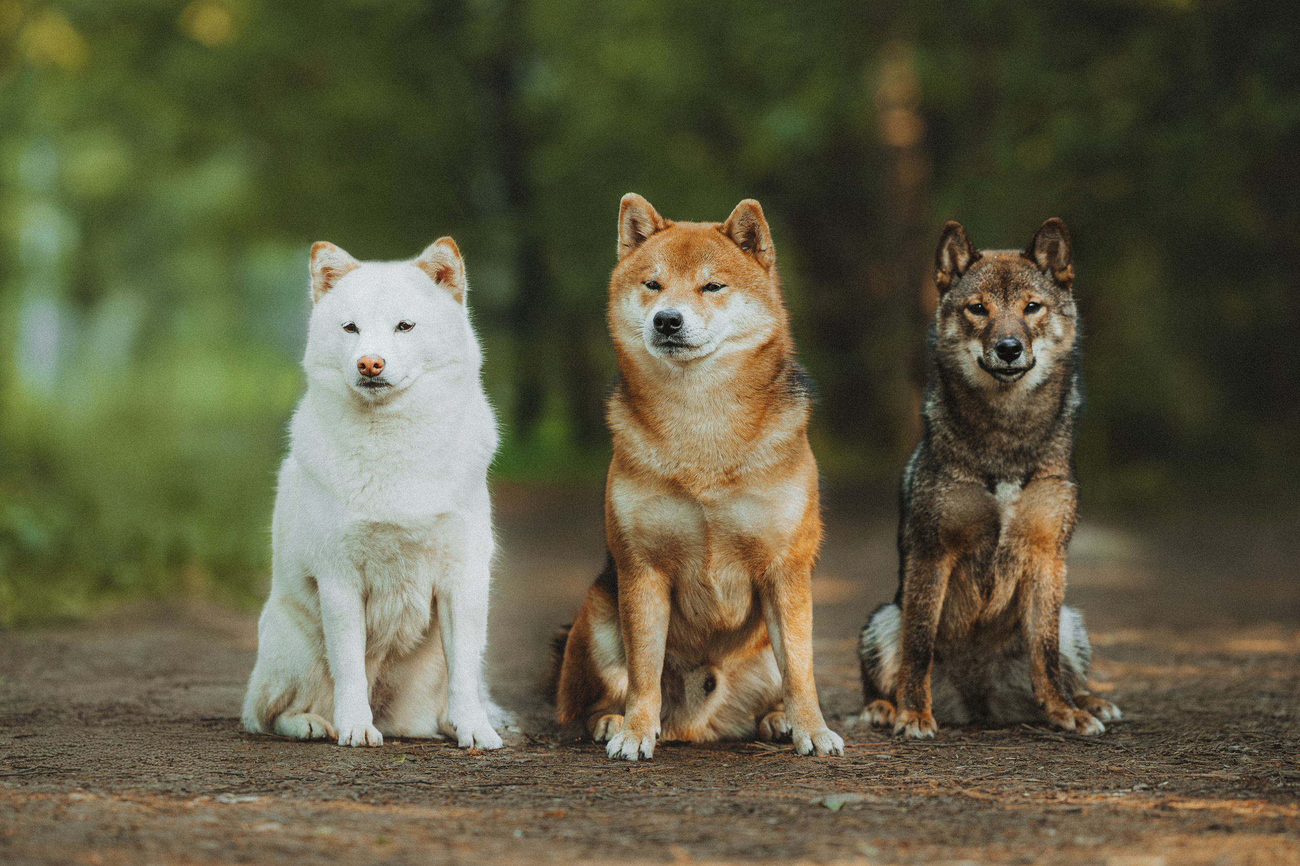 Шед, Цири, Чиби, Цера и их семья