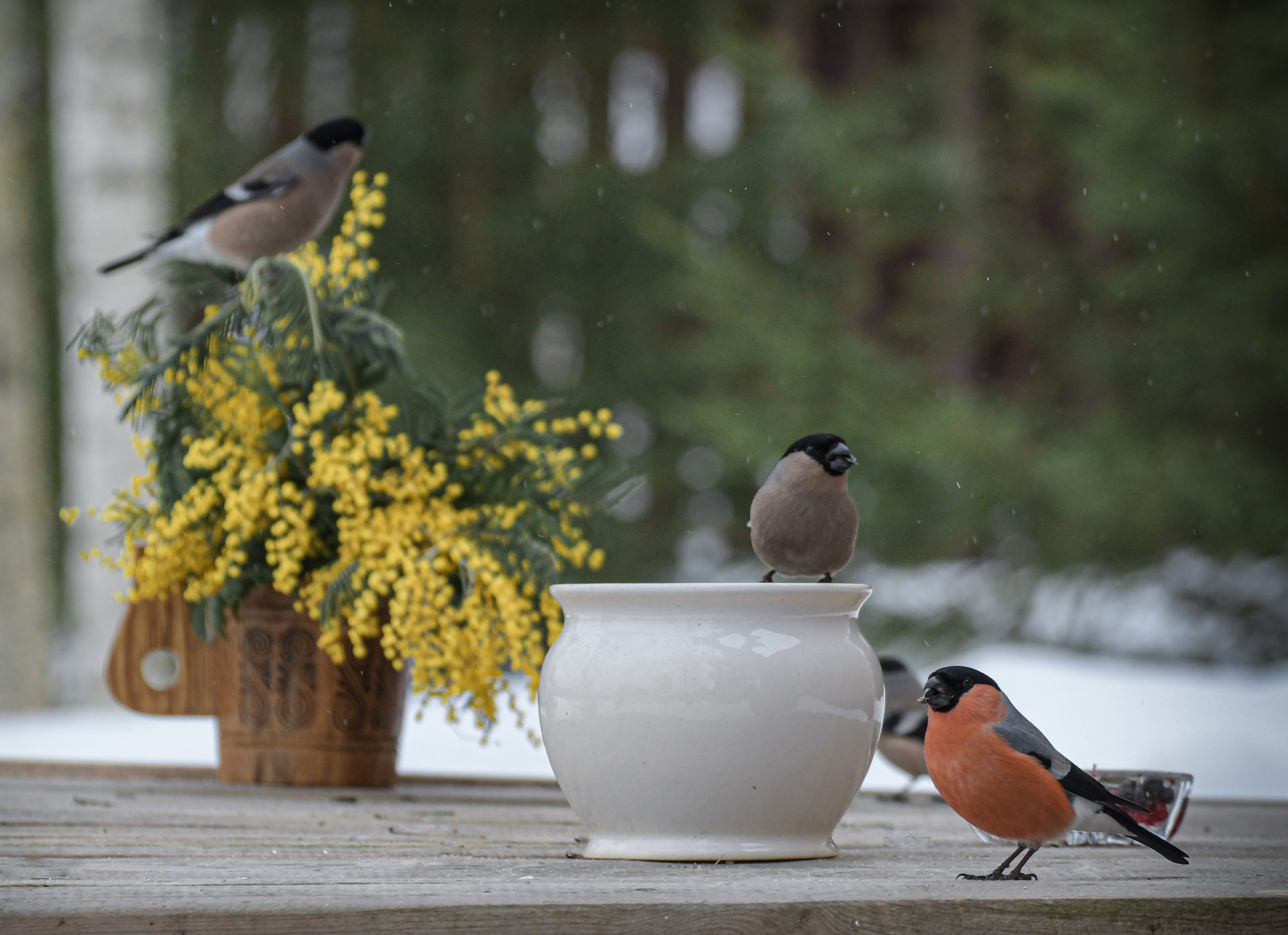 Натюрморты с птицами. В созвучии с природой. Фотограф Светлана В. Пронина, Москва