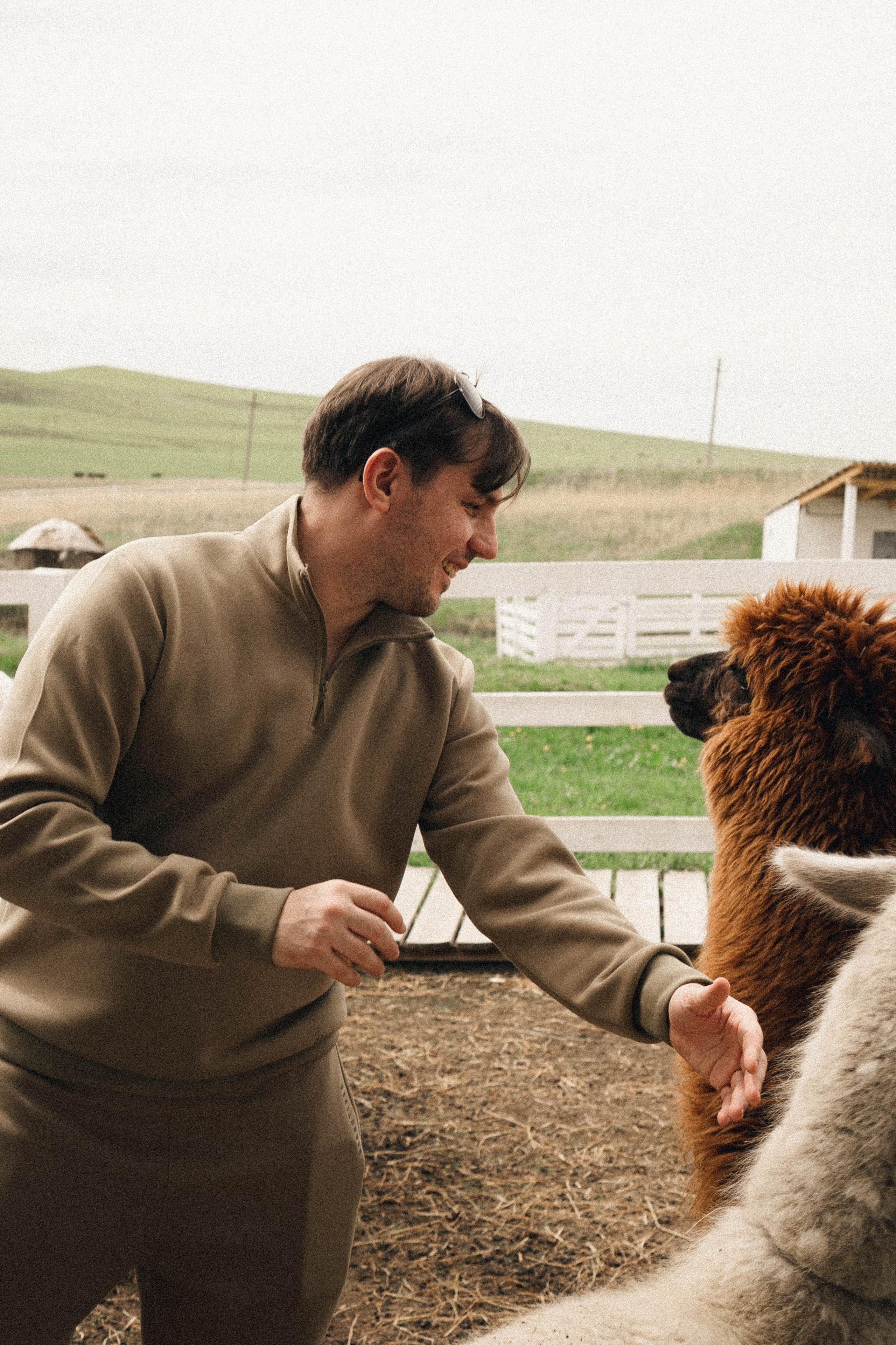 Ферма Альпак. Профессиональный фотограф, Санкт-Петербург — Виктория Богомолова