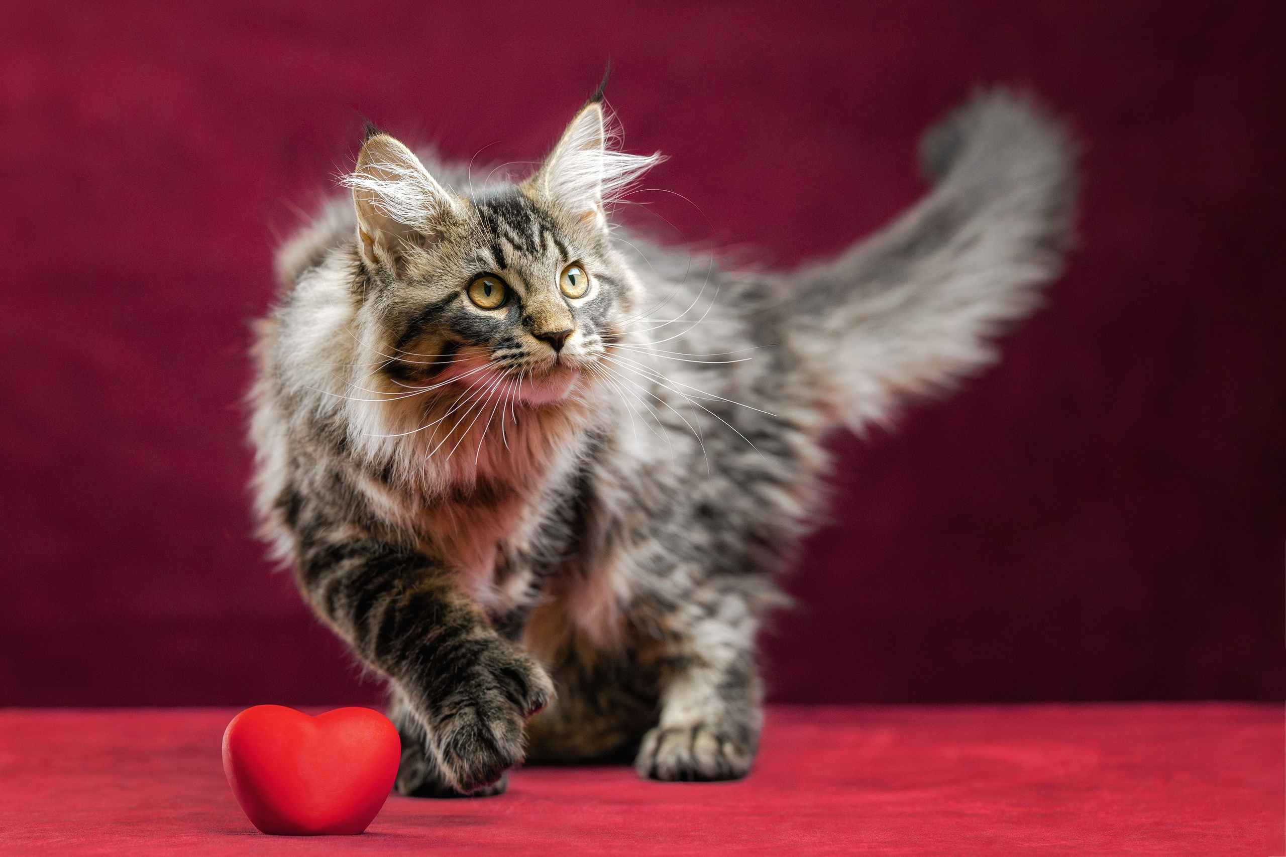 Котята породы мейн-кун. Фотограф-анималист Юлия Зубкова