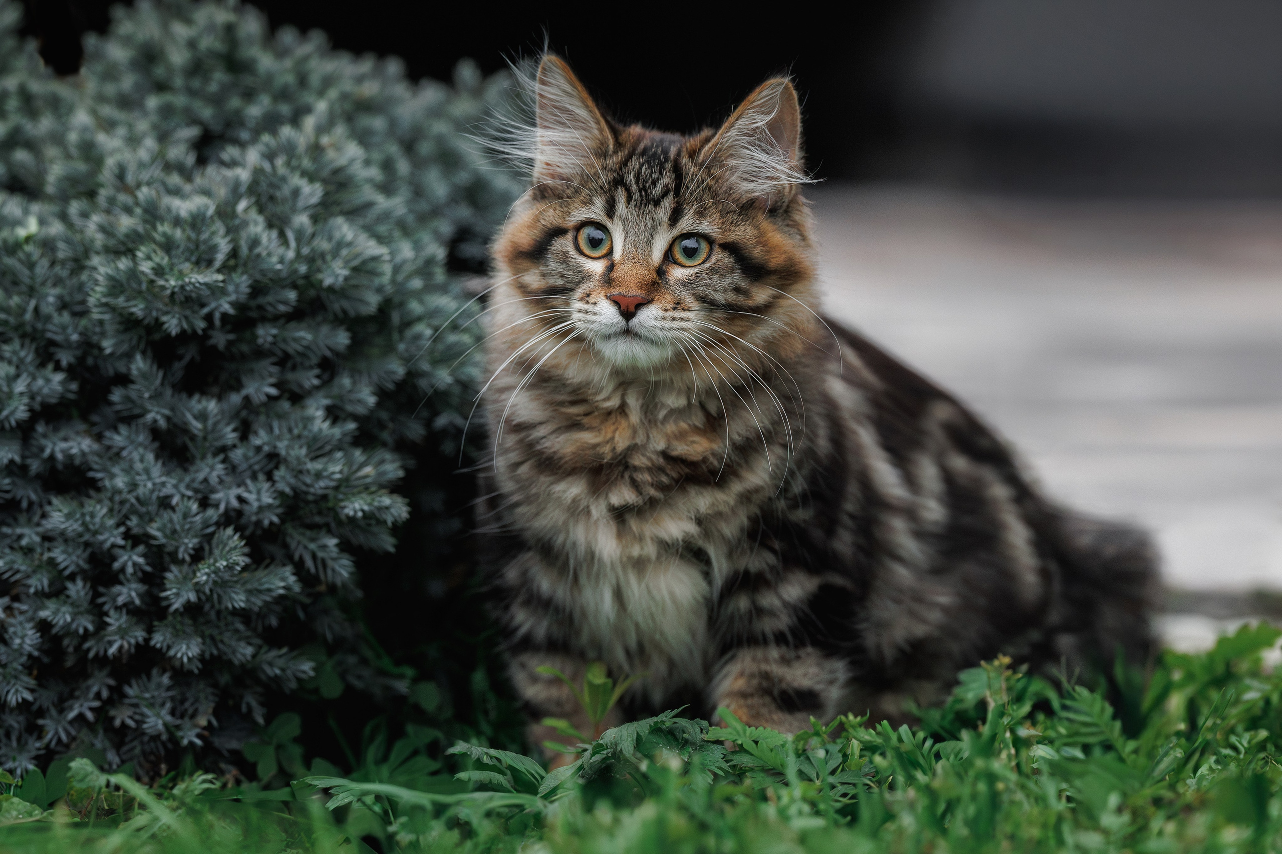 Котята породы курильский бобтейл. Фотограф-анималист Юлия Зубкова