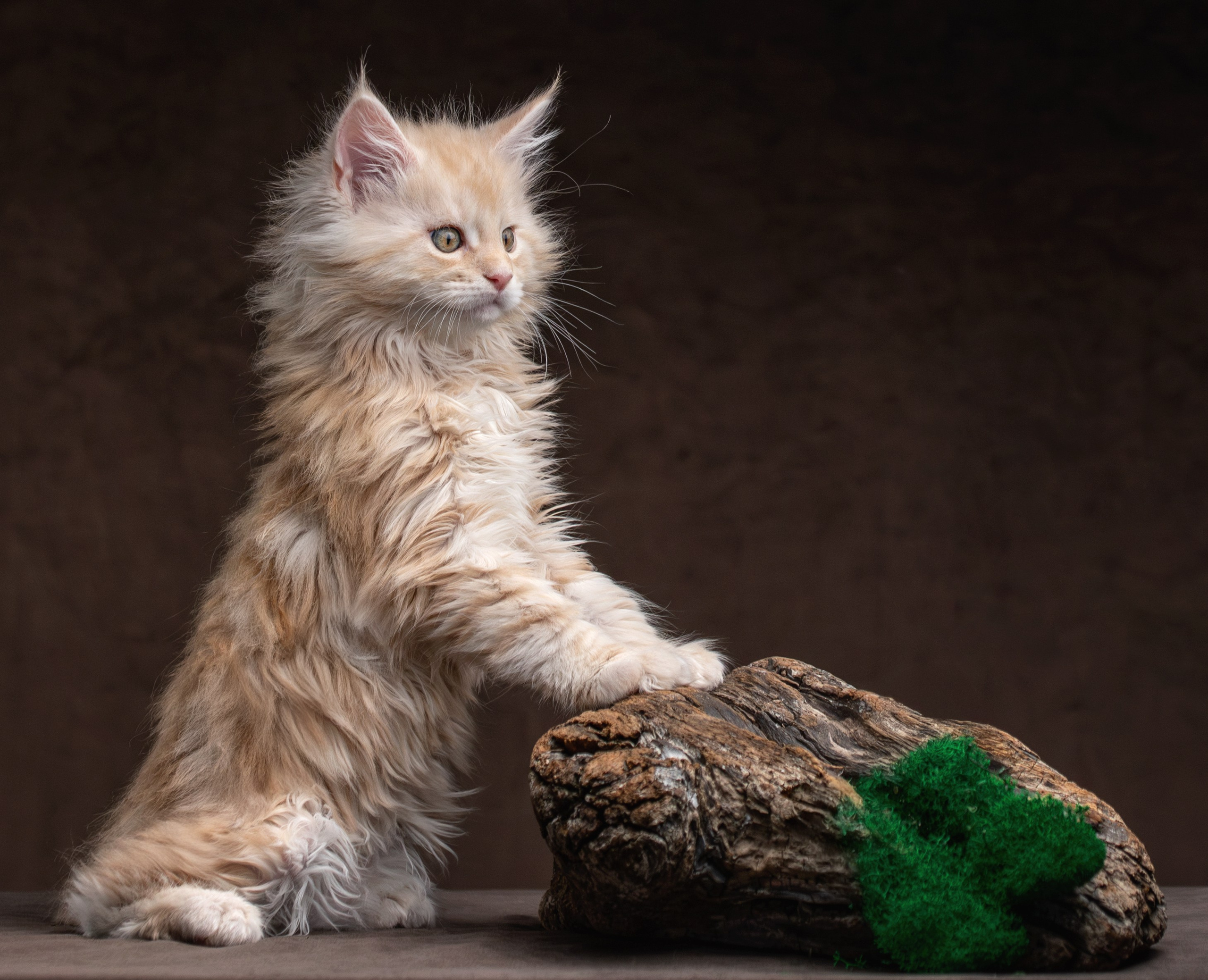 Котята породы мейн-кун. Фотограф-анималист Юлия Зубкова