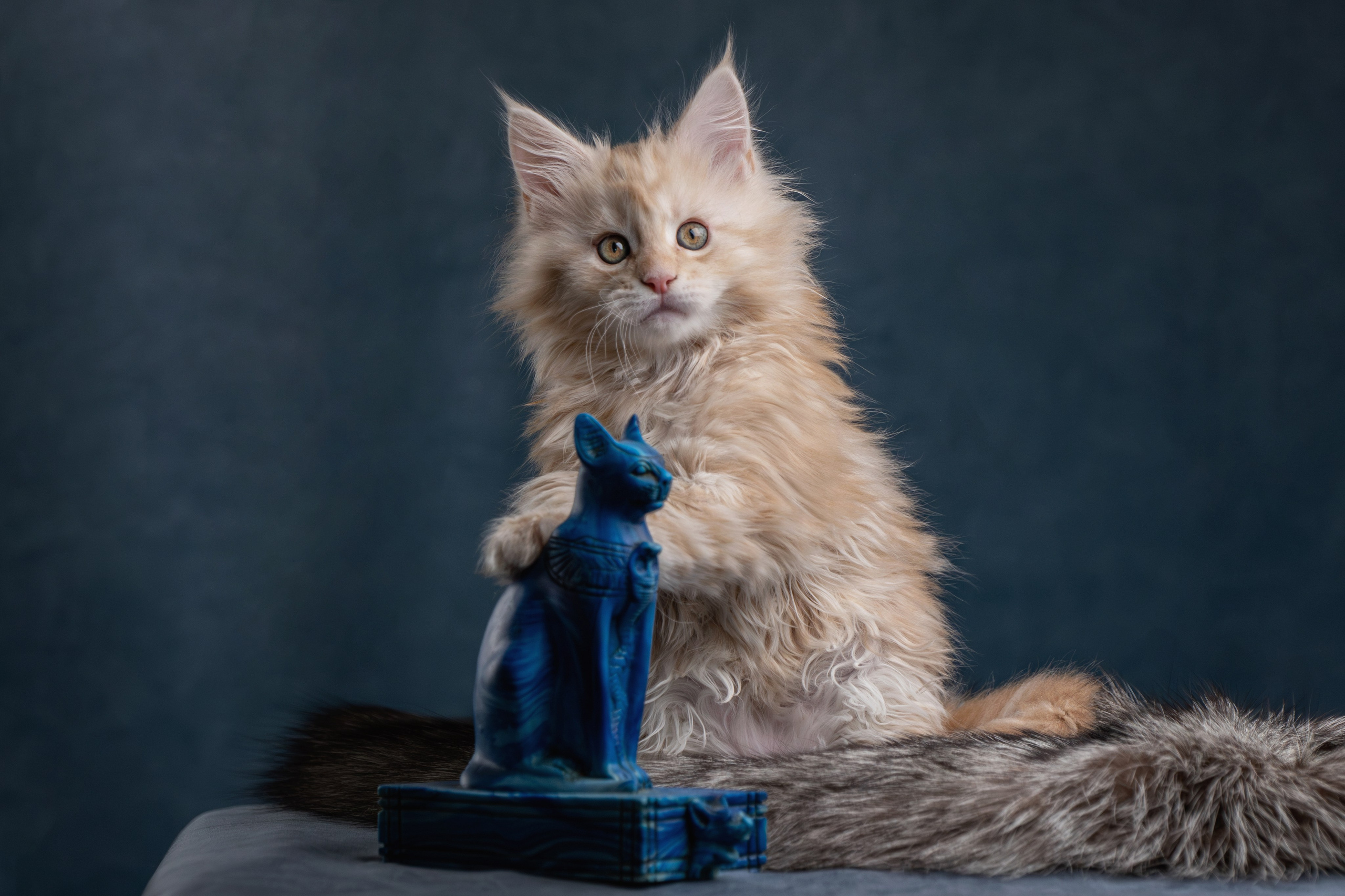 Котята породы мейн-кун. Фотограф-анималист Юлия Зубкова