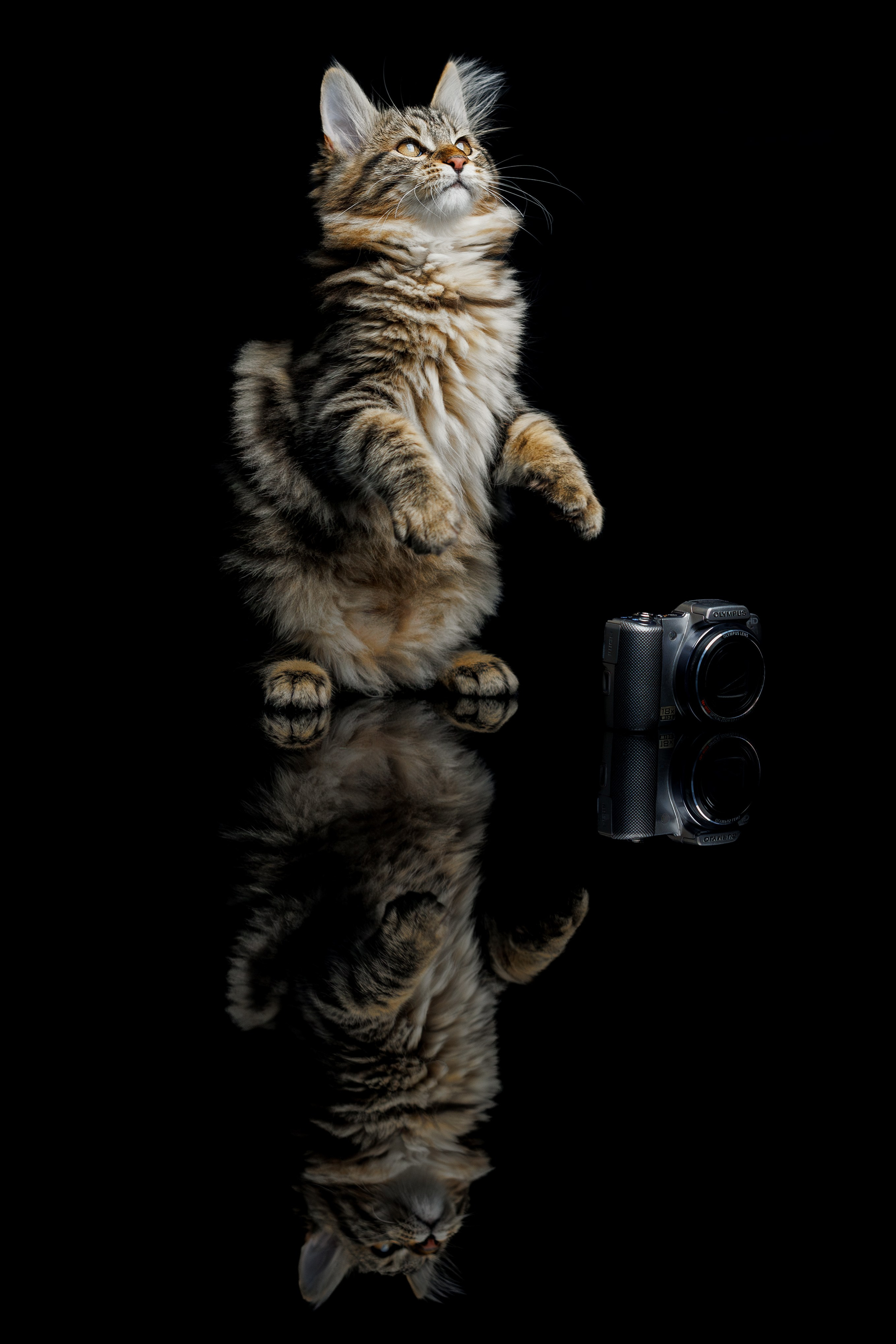Котята породы курильский бобтейл. Фотограф-анималист Юлия Зубкова