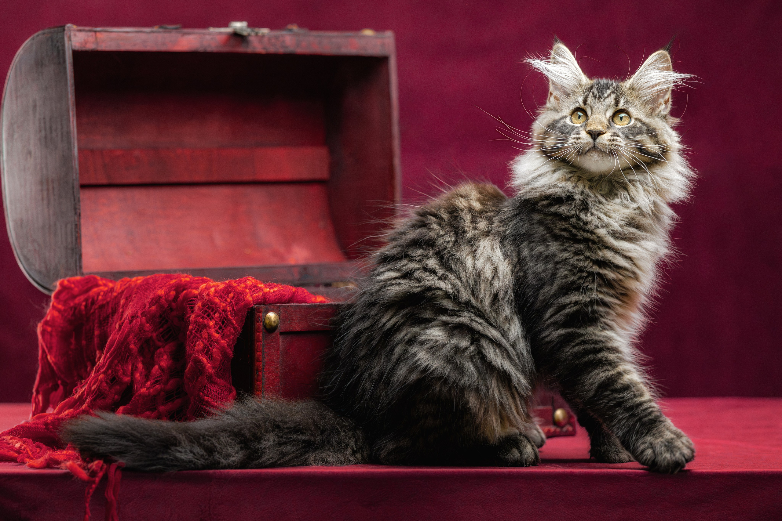 Котята породы мейн-кун. Фотограф-анималист Юлия Зубкова