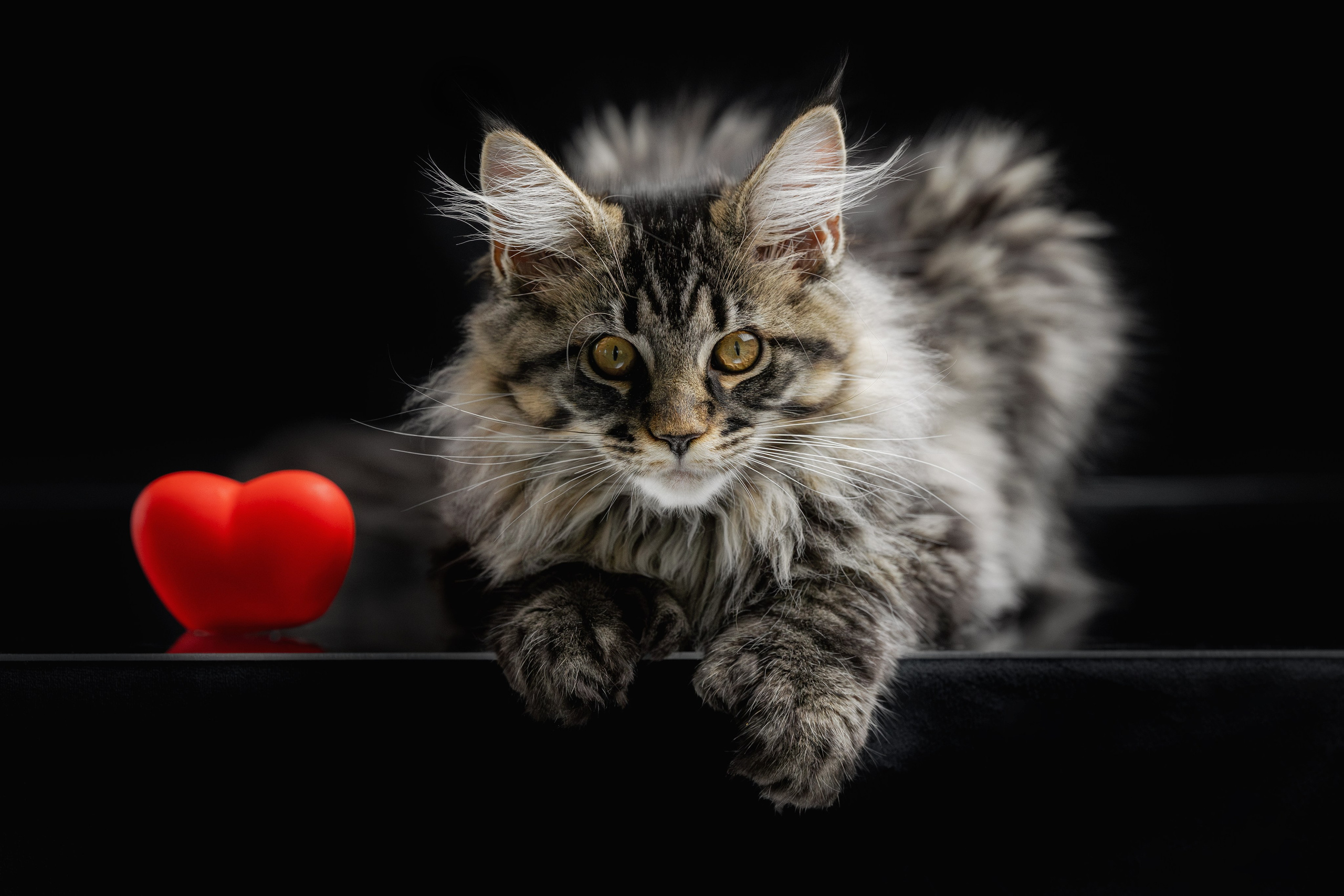 Котята породы мейн-кун. Фотограф-анималист Юлия Зубкова