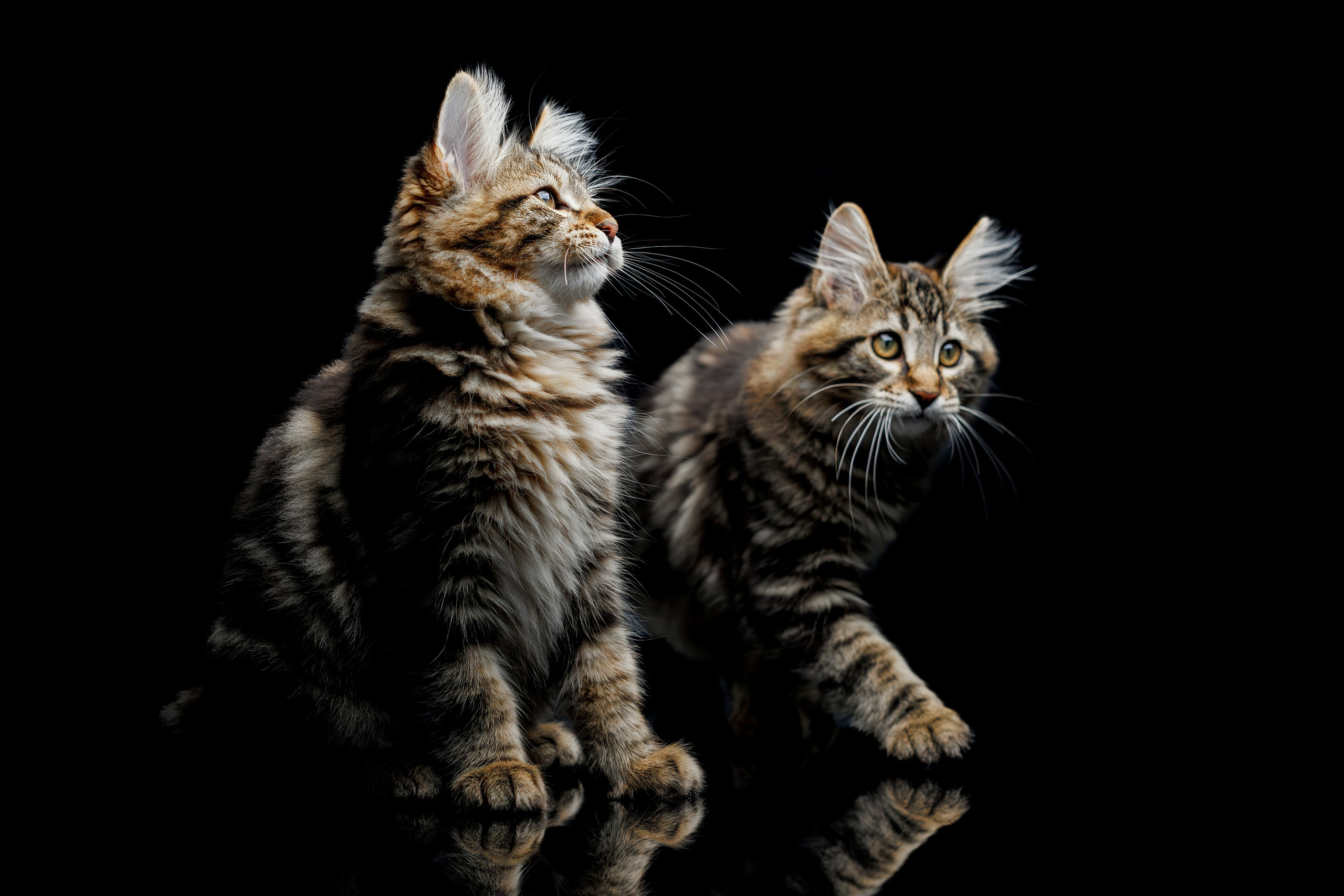 Котята породы курильский бобтейл. Фотограф-анималист Юлия Зубкова