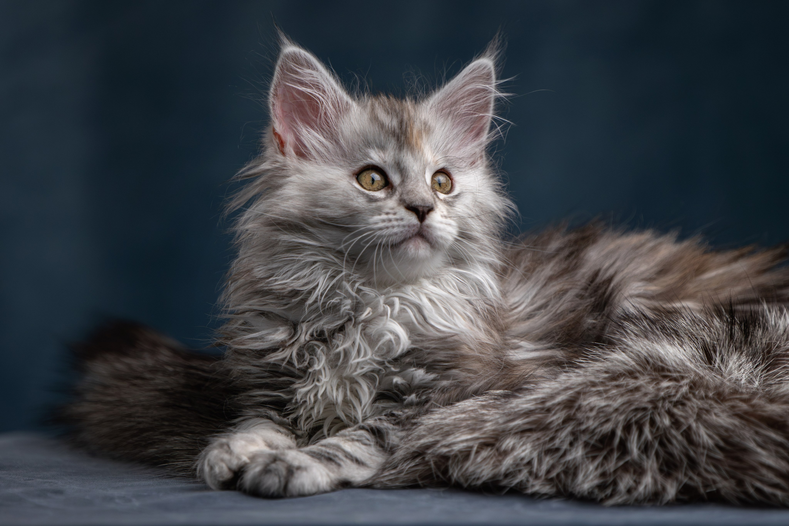 Котята породы мейн-кун. Фотограф-анималист Юлия Зубкова