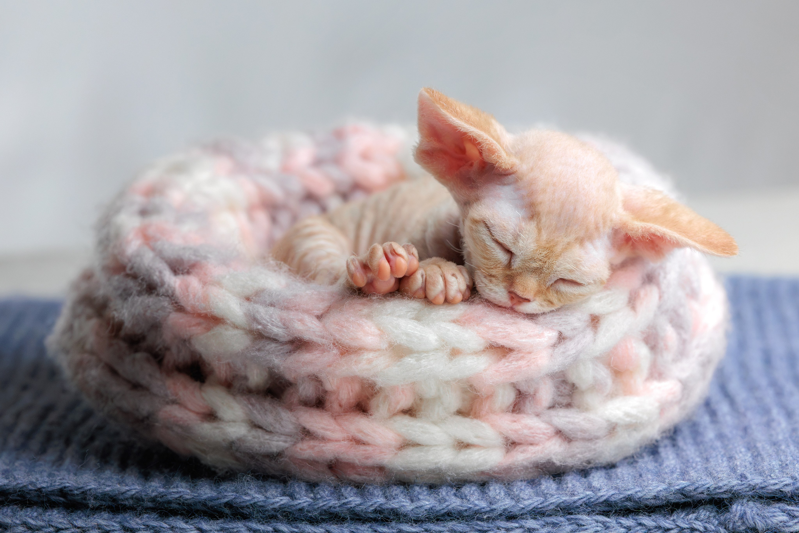 Котята породы девон-рекс. Фотограф-анималист Юлия Зубкова