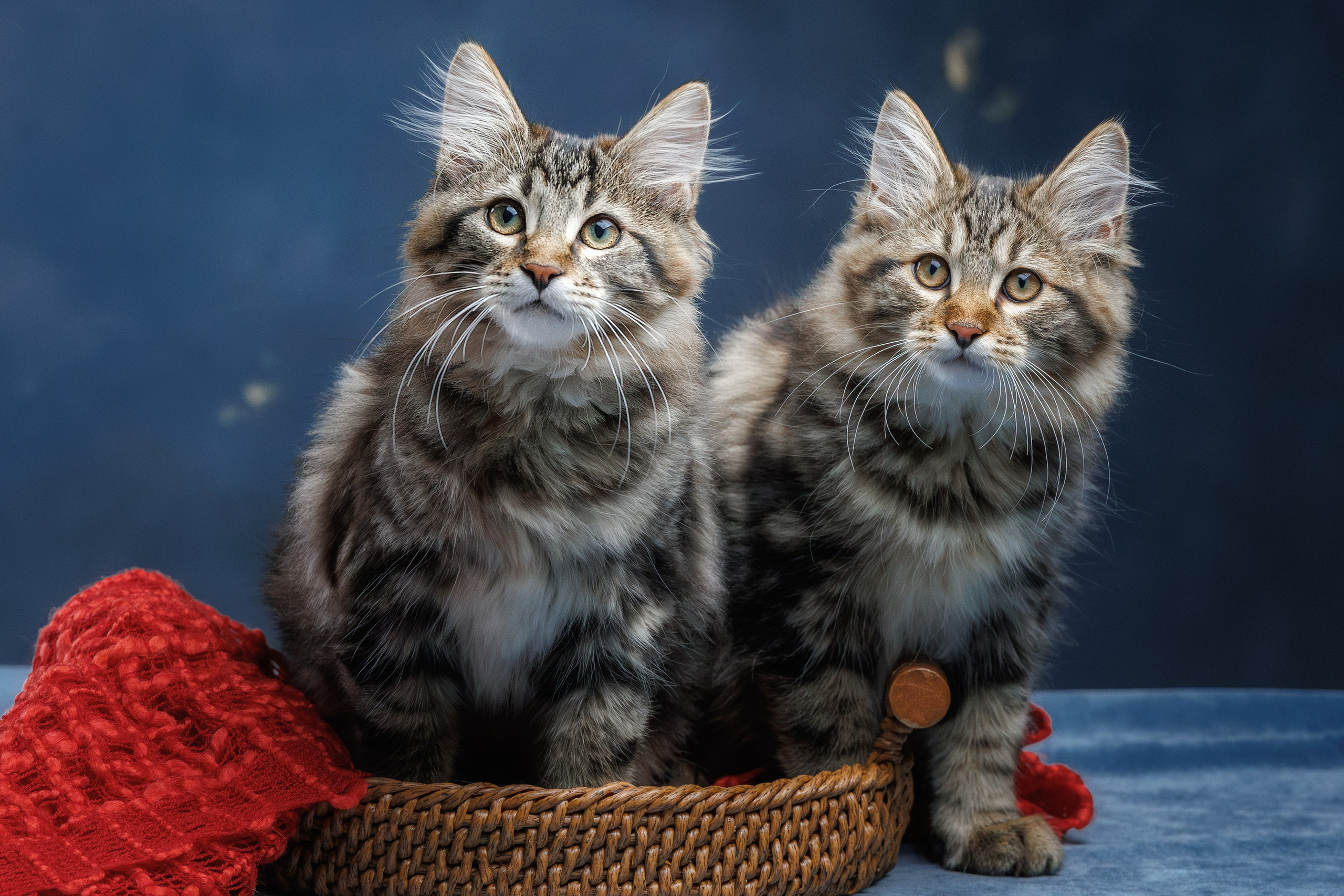 Котята породы курильский бобтейл. Фотограф-анималист Юлия Зубкова