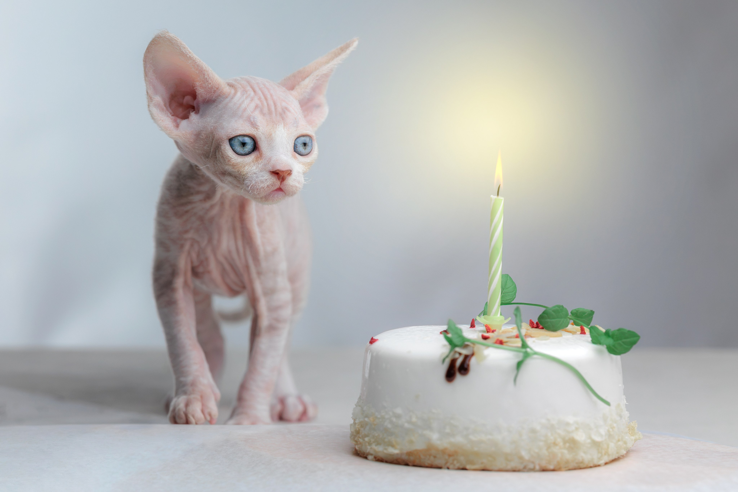 Котята породы девон-рекс. Фотограф-анималист Юлия Зубкова
