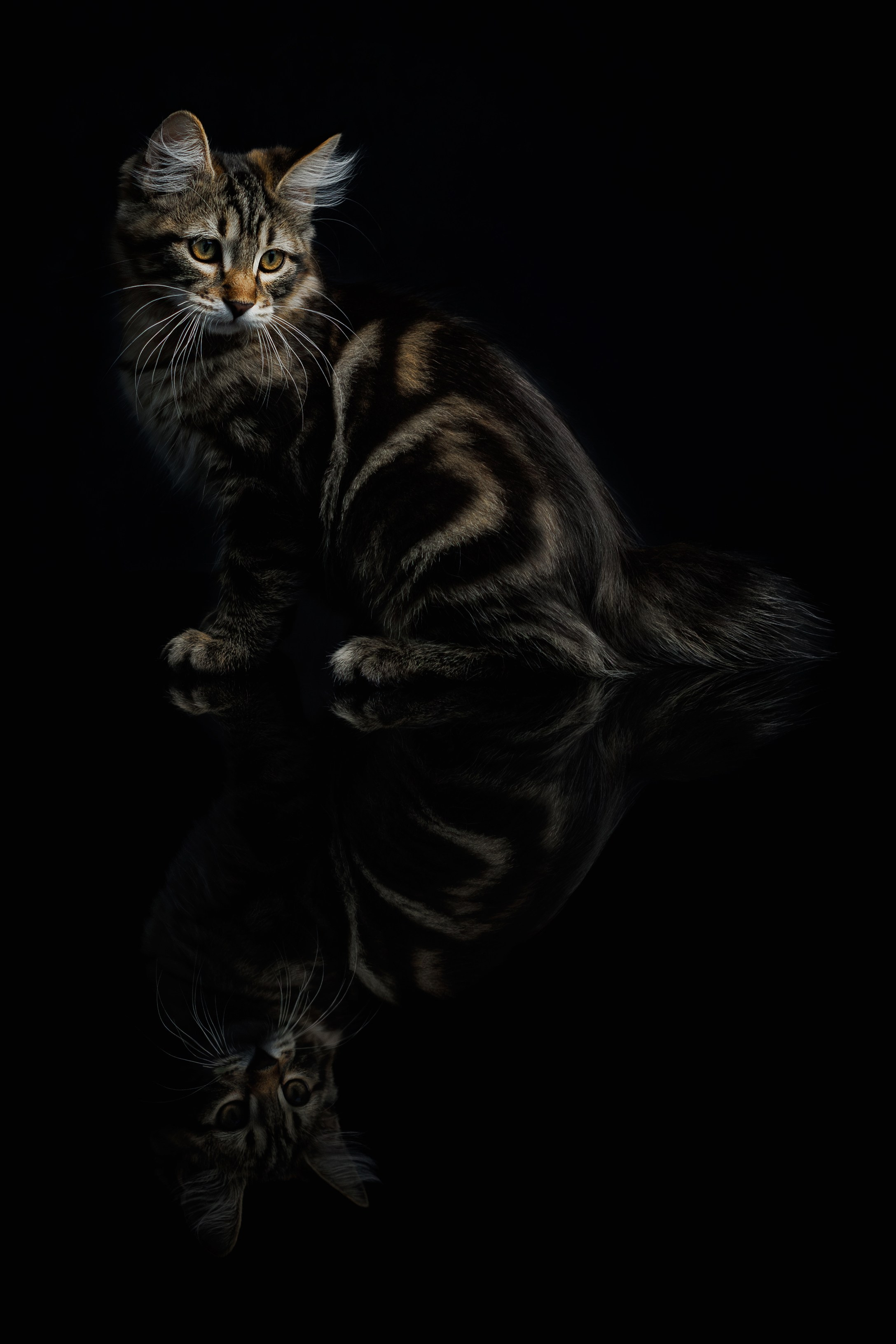Котята породы курильский бобтейл. Фотограф-анималист Юлия Зубкова